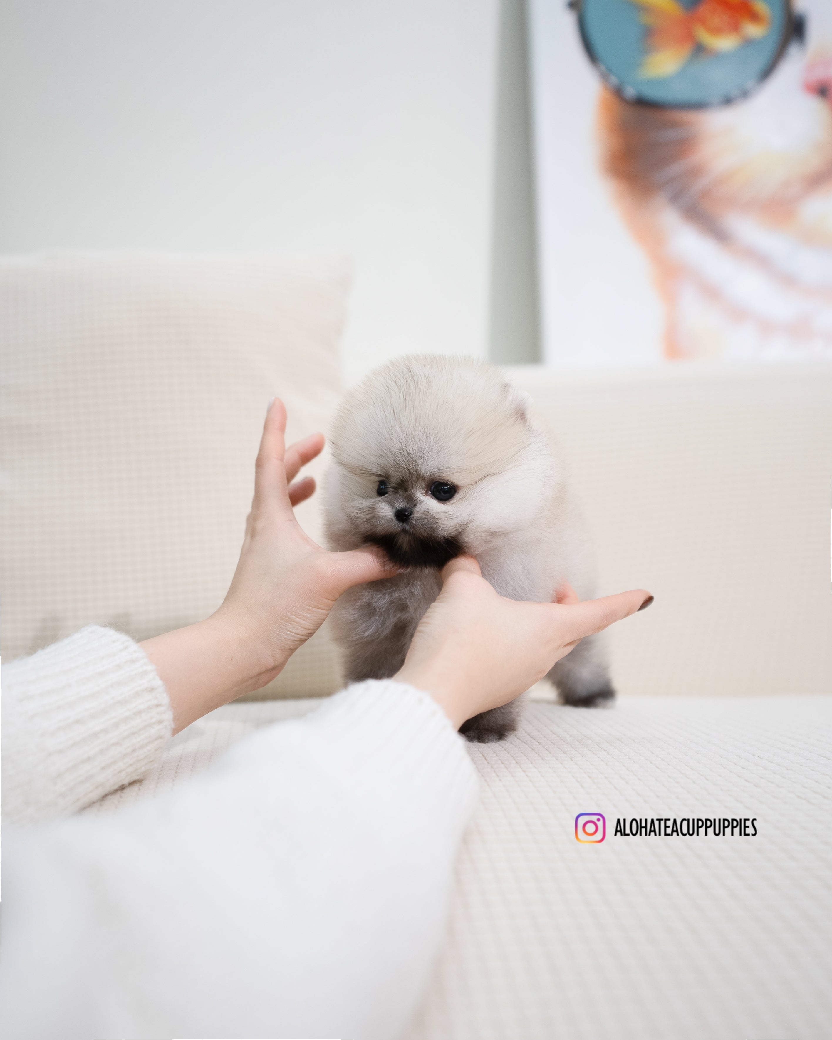 Tommy [POMERANIA TAZA DE TÉ]