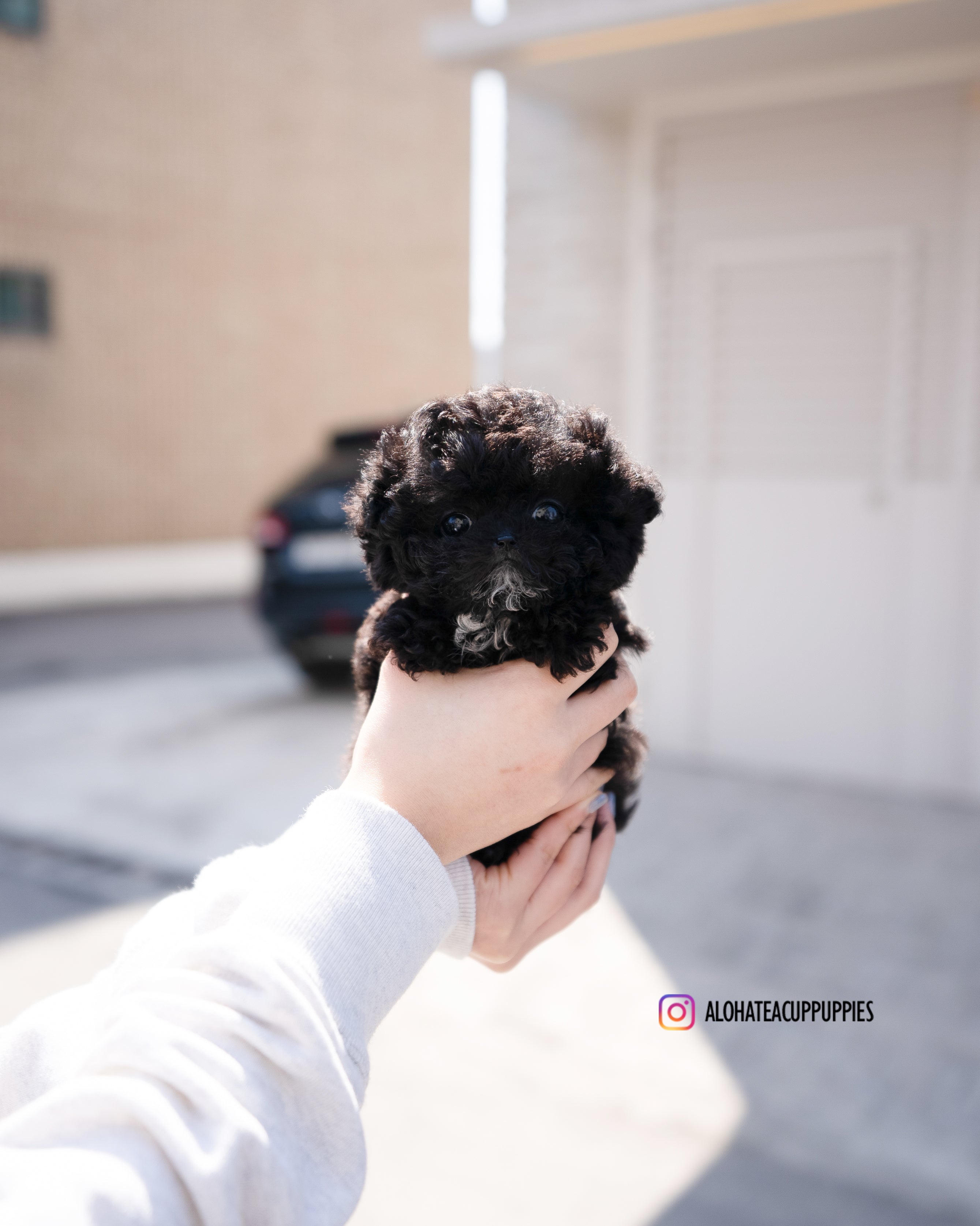 Mael [TEACUP POODLE]