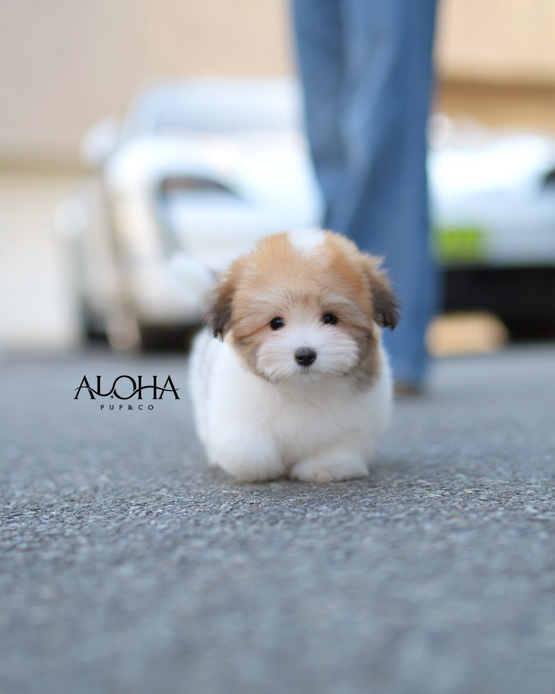 Ritz [Mini Coton de Tulear]