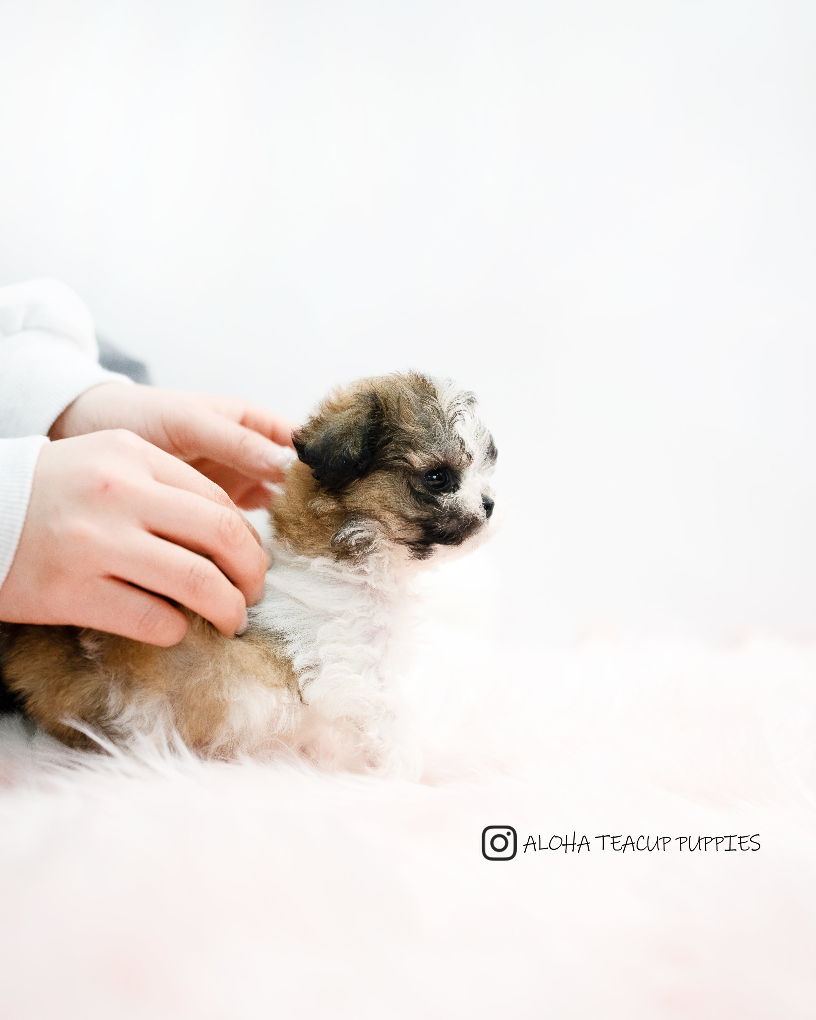 Nico [TEACUP MALTIPOO]