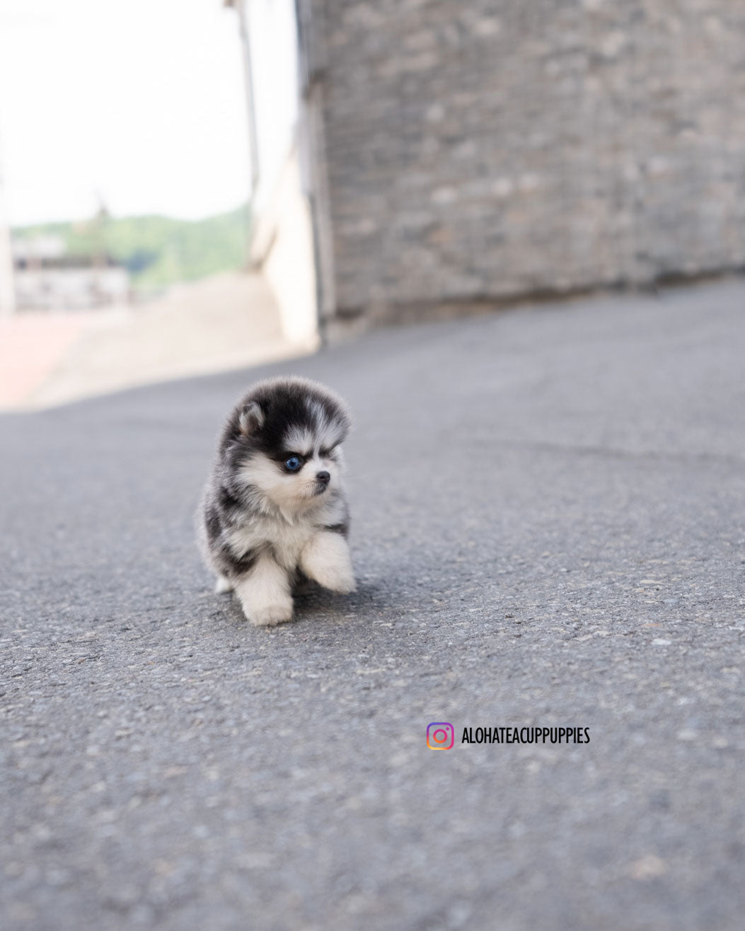 Foufou [TEACUP POMSKY]