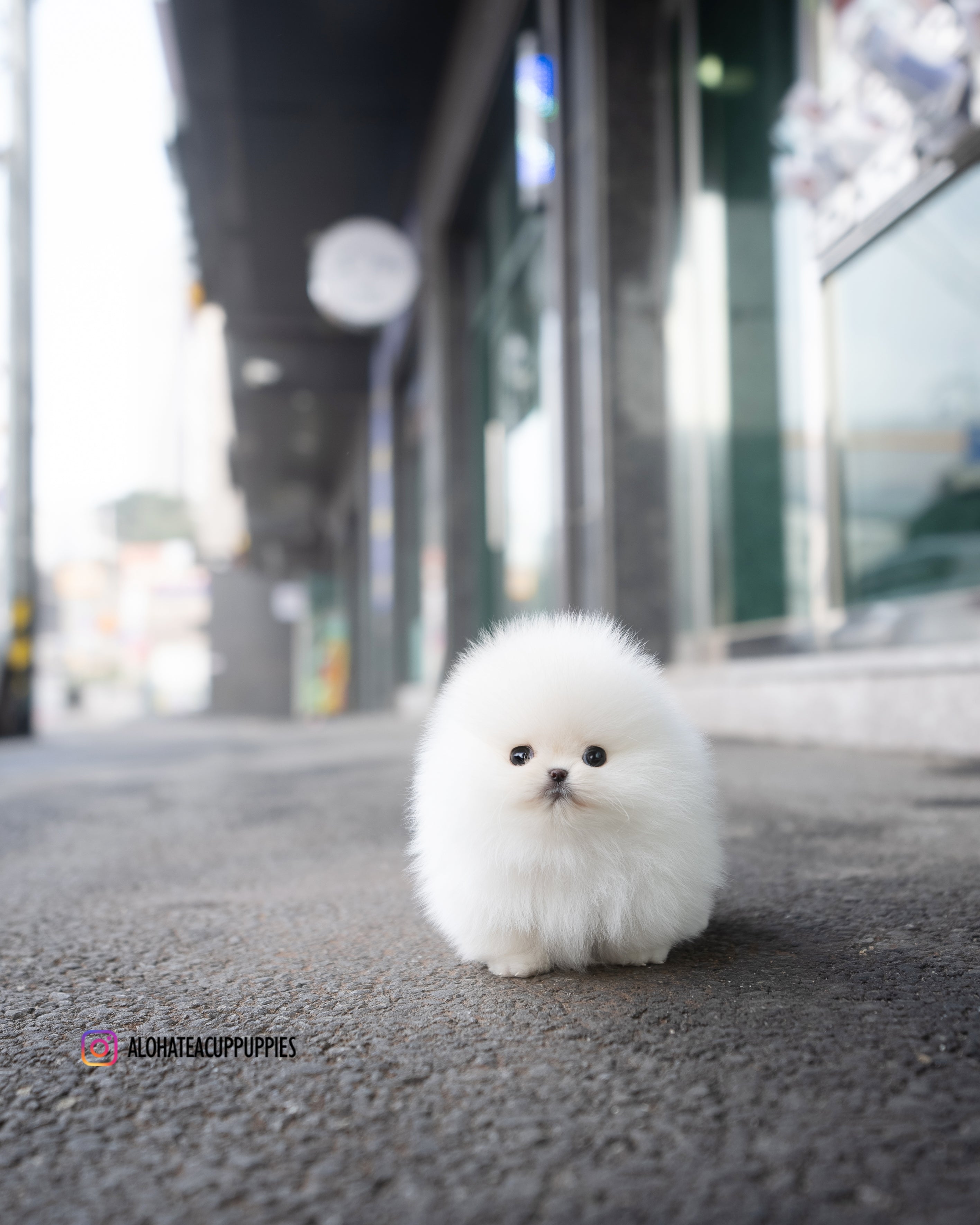 Snow [POMERANIA TACITA DE TÉ]