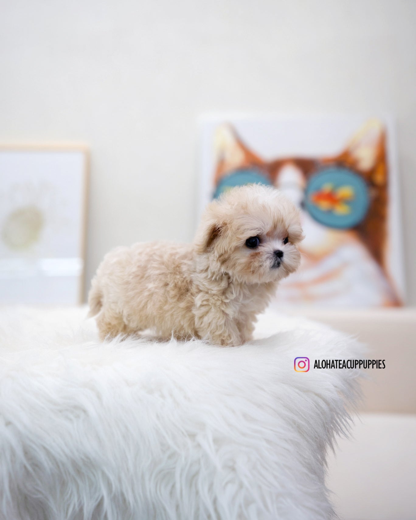 Lennon [TEACUP MALTIPOO]