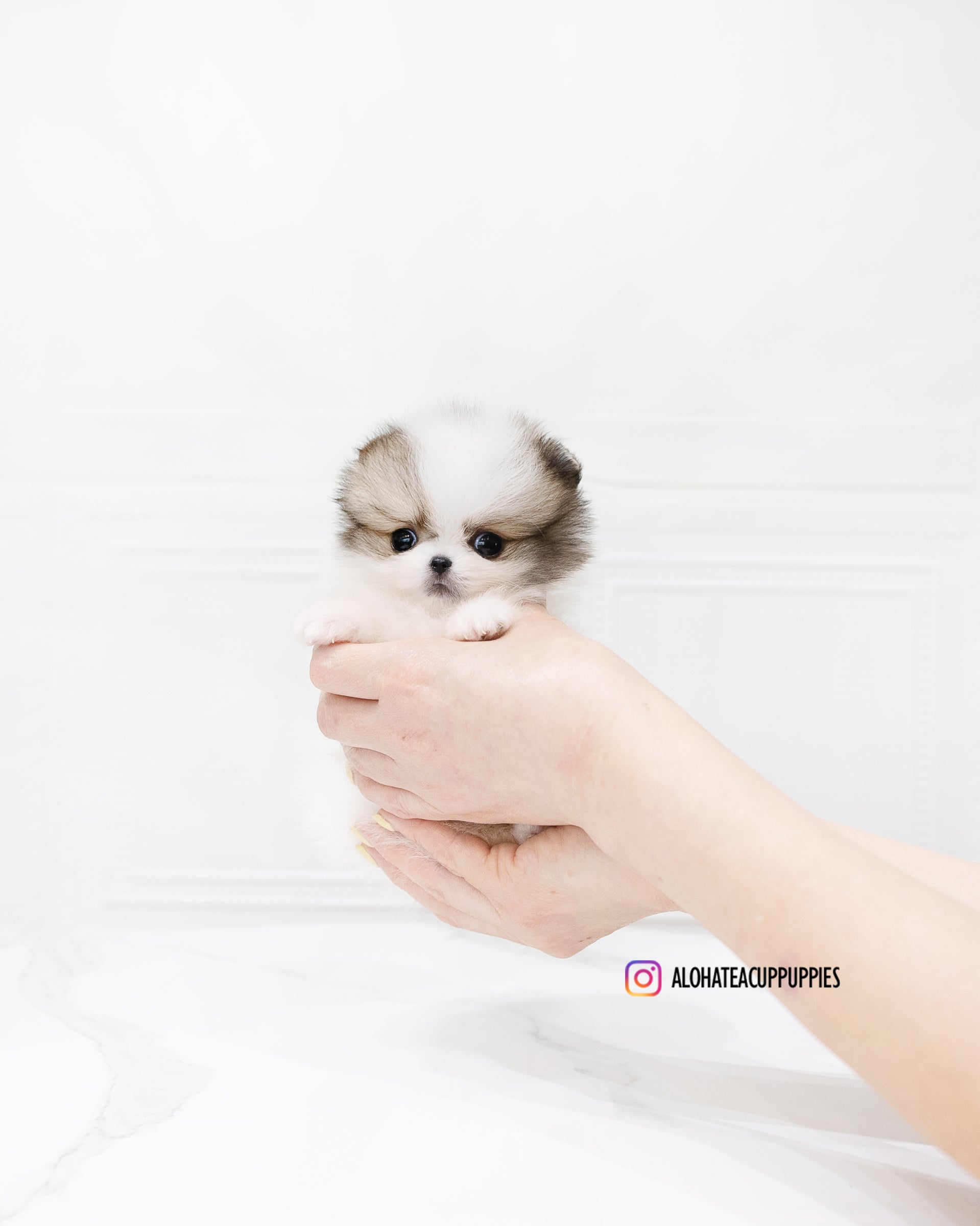 Fubao [POMERANIA TACITA DE TÉ]