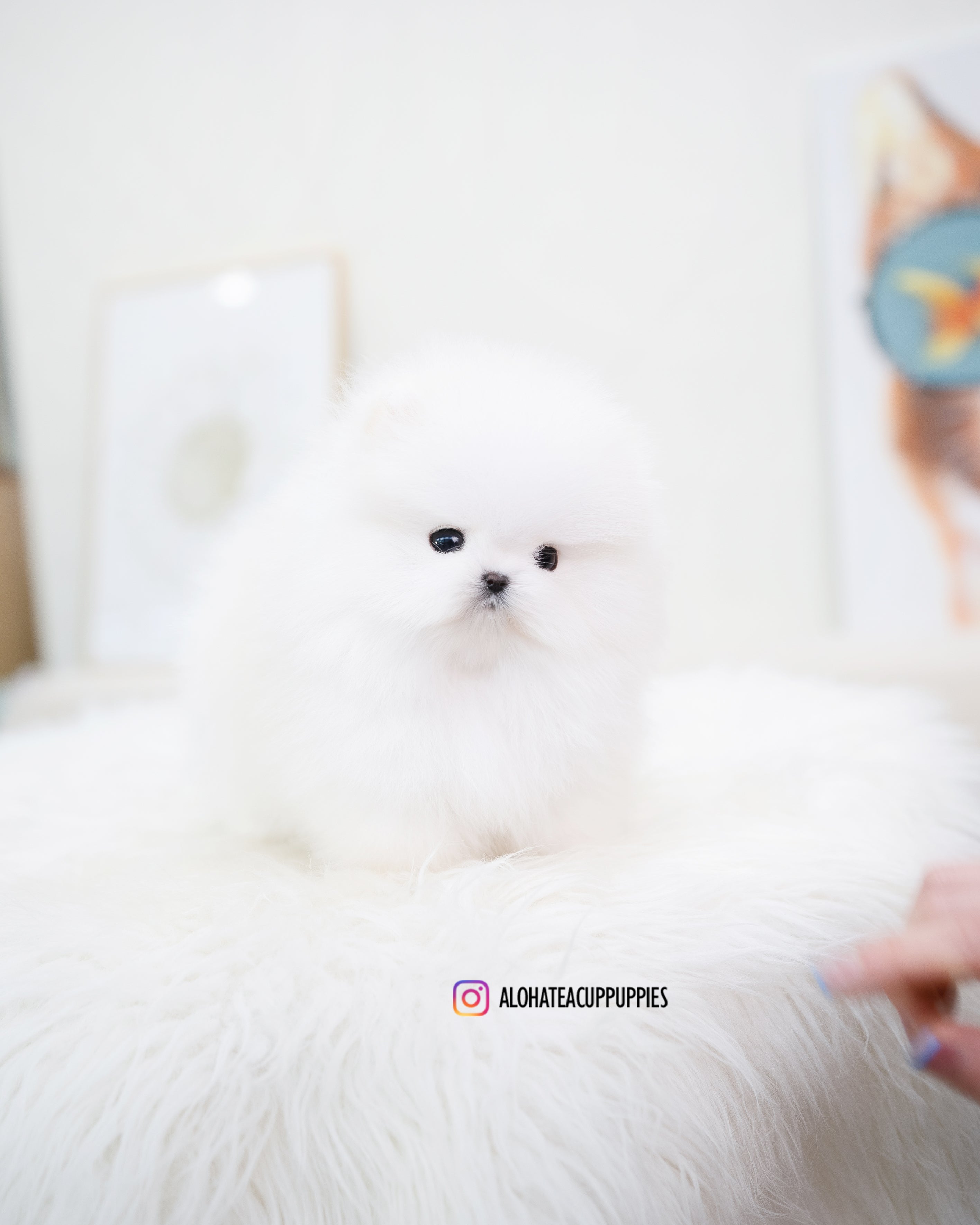 Larry [TEACUP POMERANIAN]