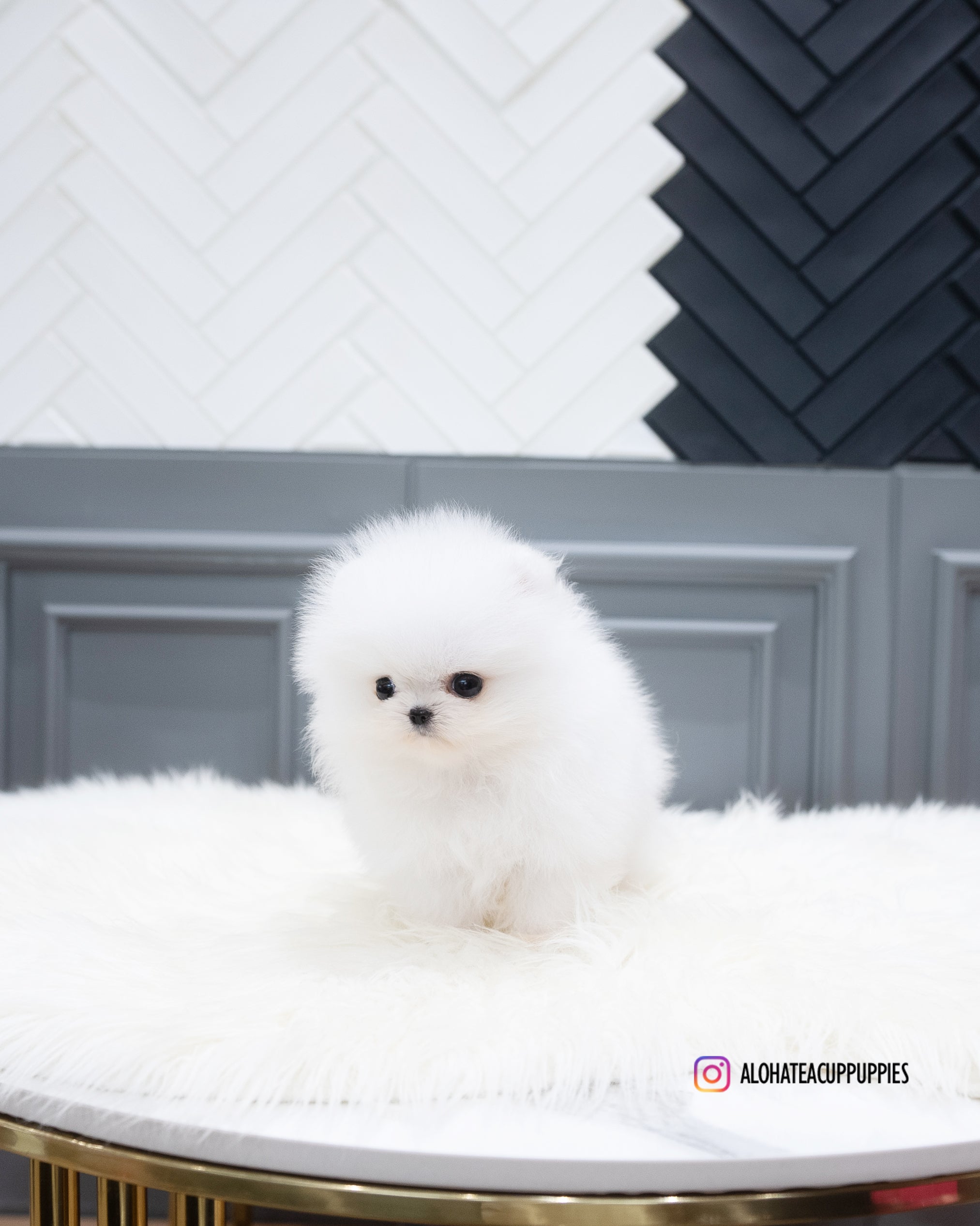 Adam [TEACUP POMERANIAN]