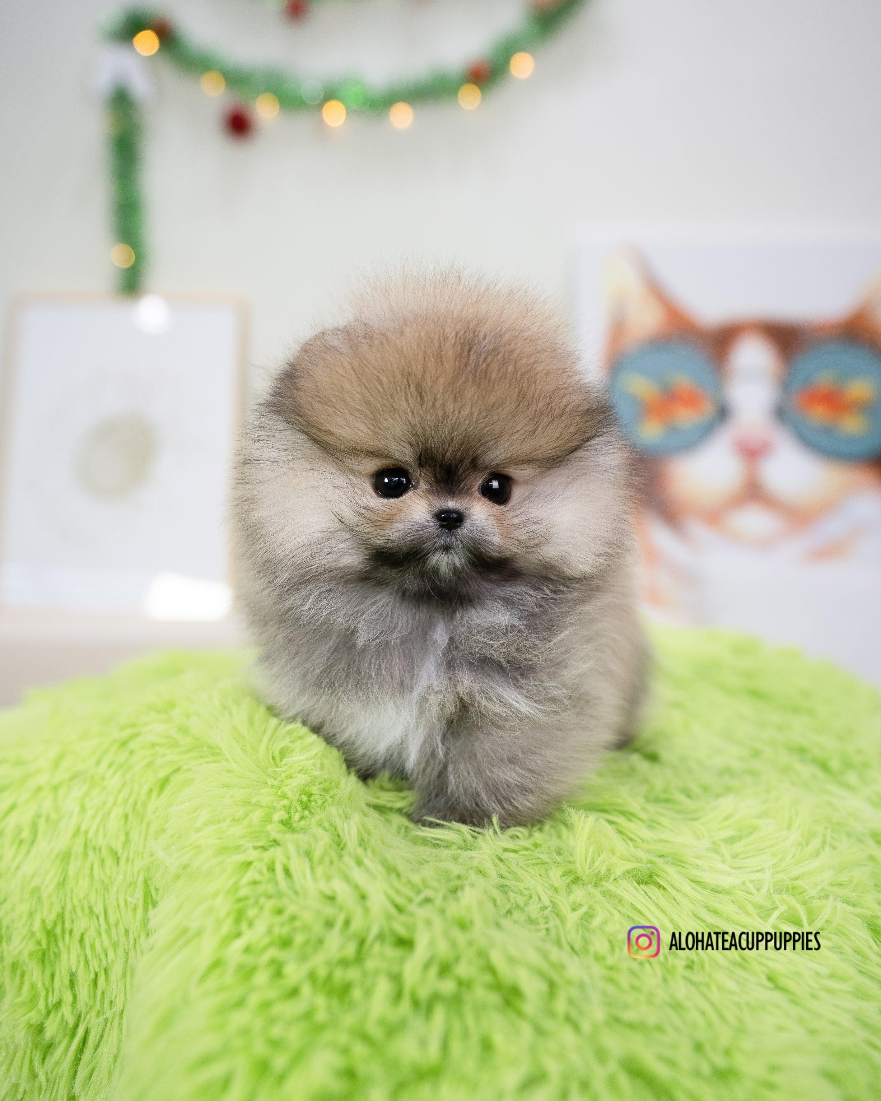 恩佐 [茶杯博美犬]