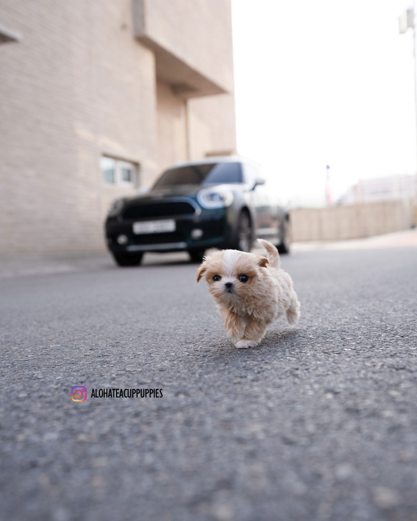 Lyn [TEACUP MALTIPOO]