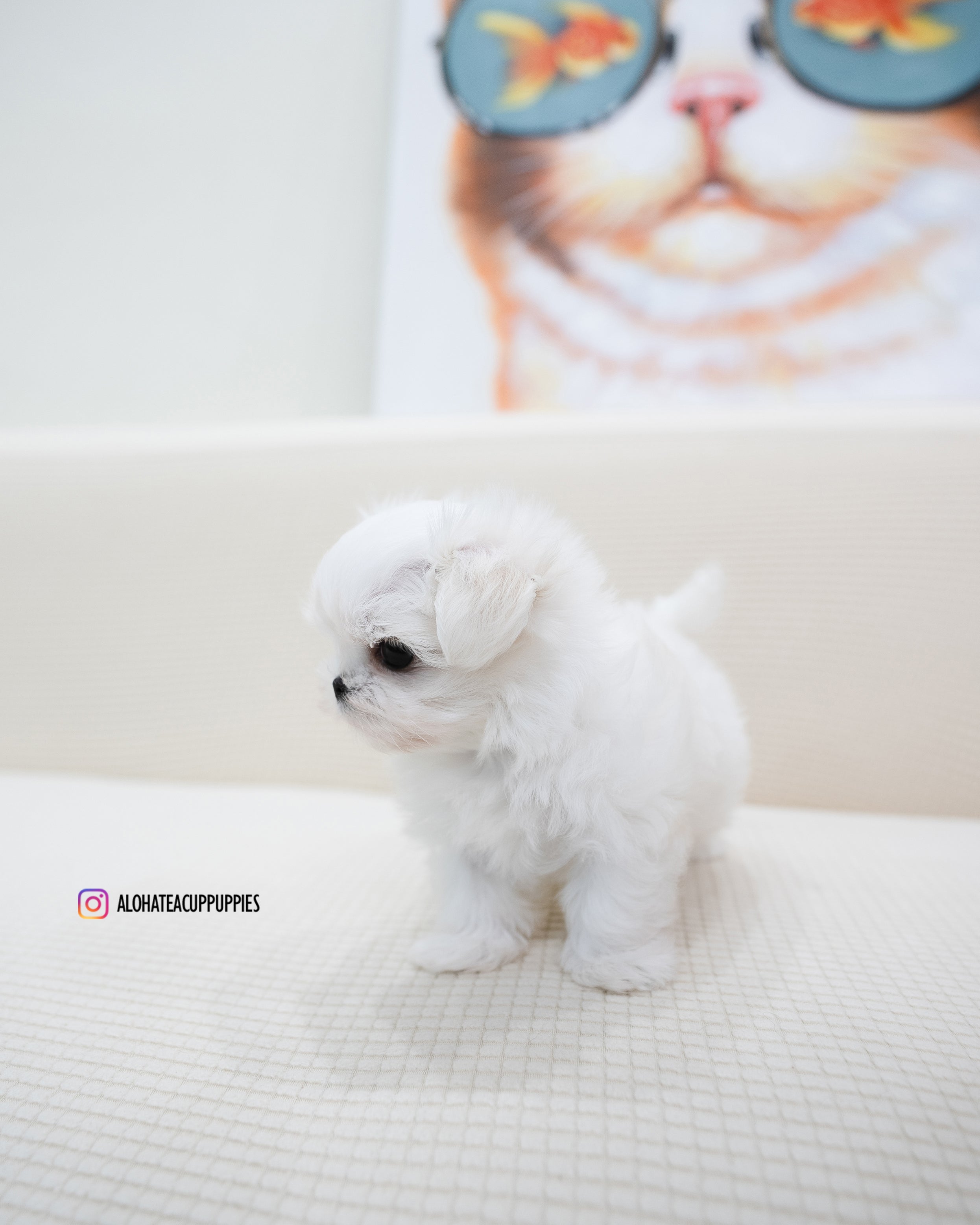 Terry [TEACUP MALTESE]