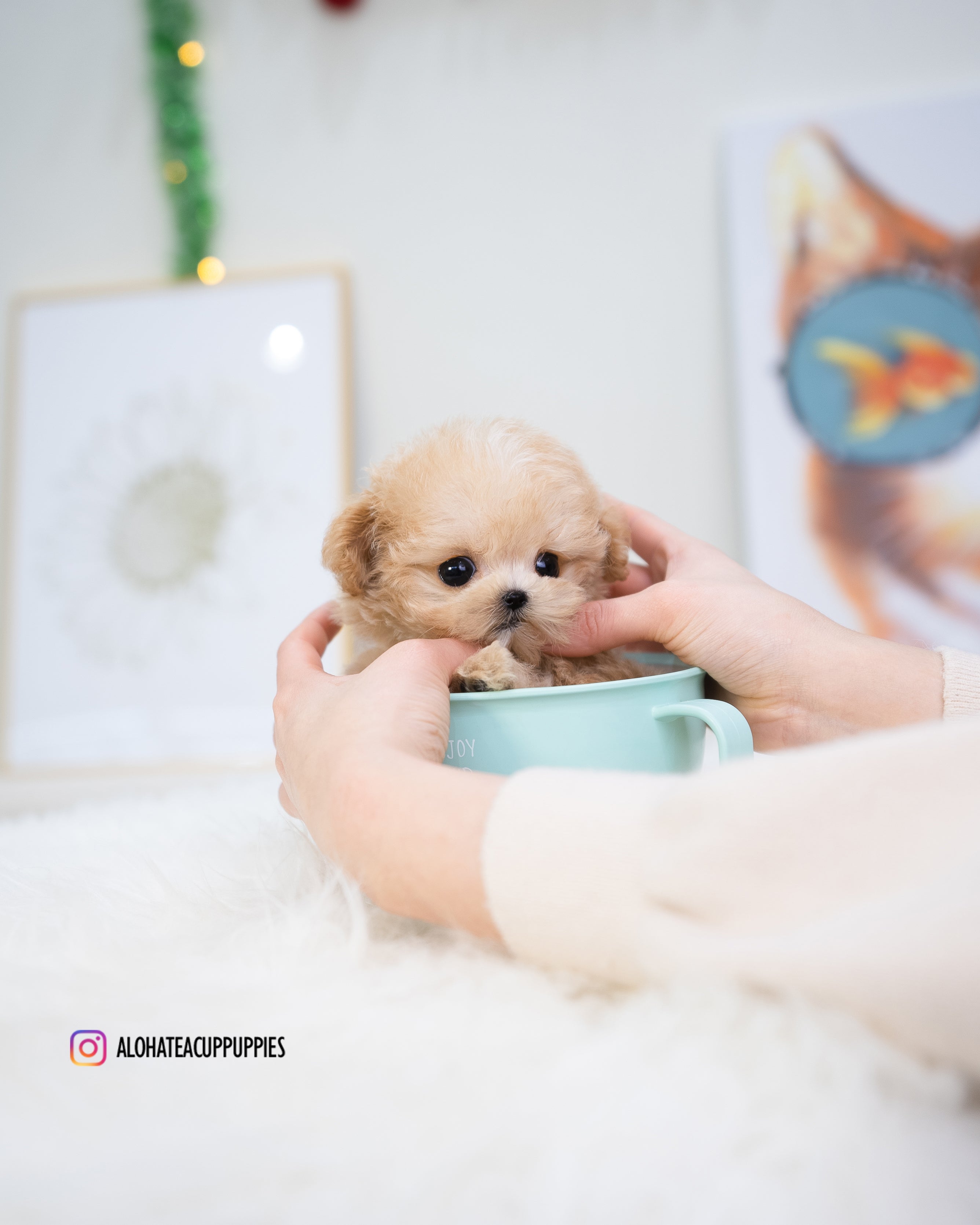 Gucci [TEACUP MALTIPOO]