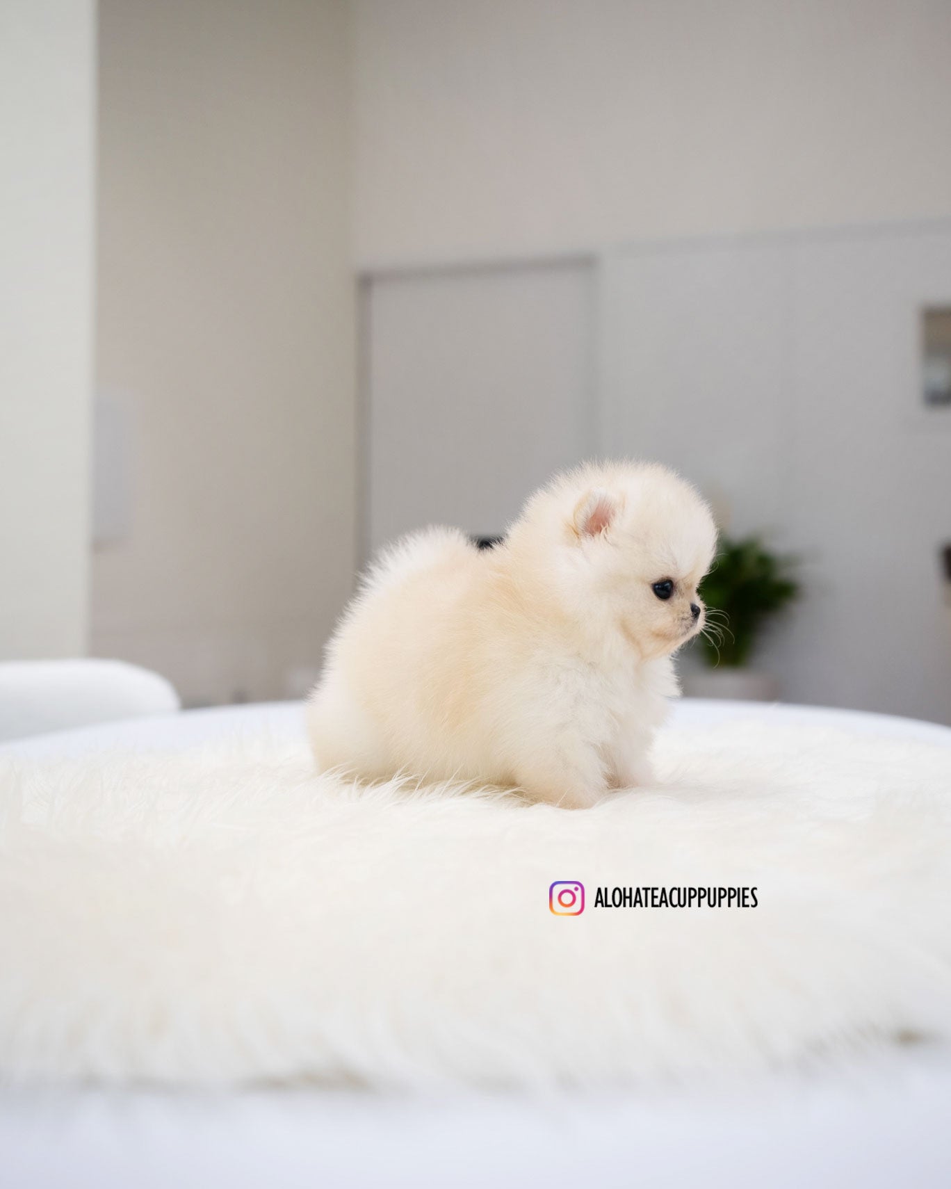 Mary [POMERANIA TAZA DE TÉ]