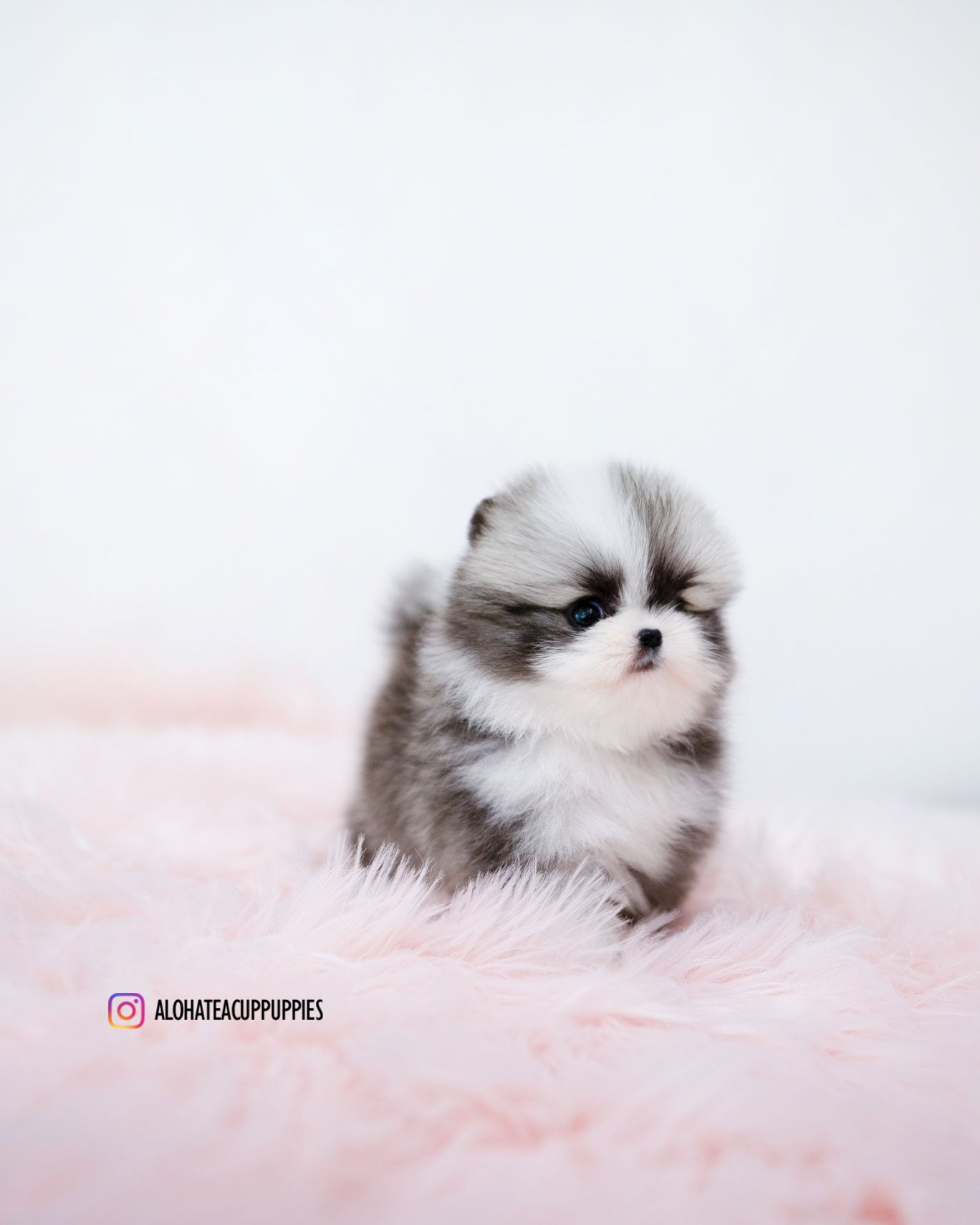 Sienna [POMERANIA TAZA DE TÉ]