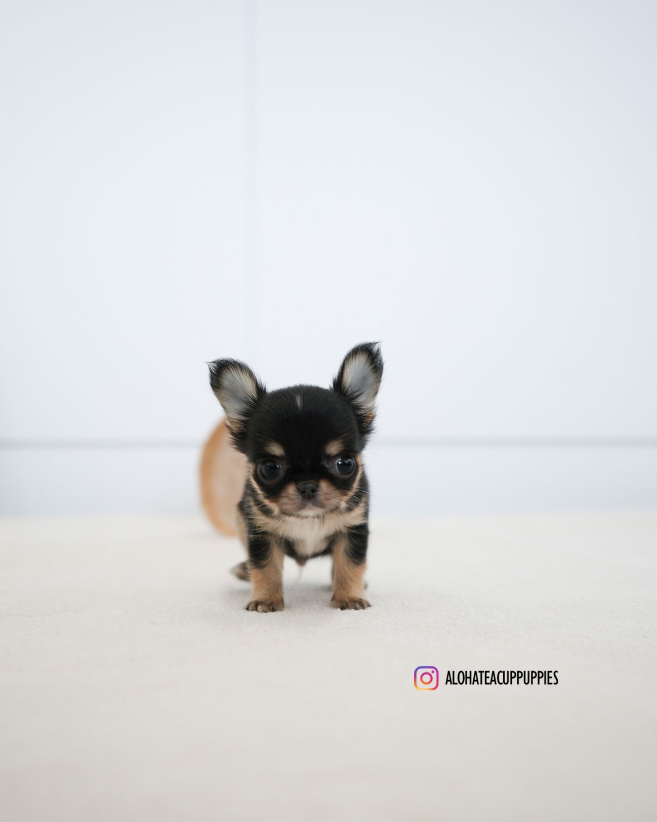 Dewey [TEACUP CHIHUAHUA]