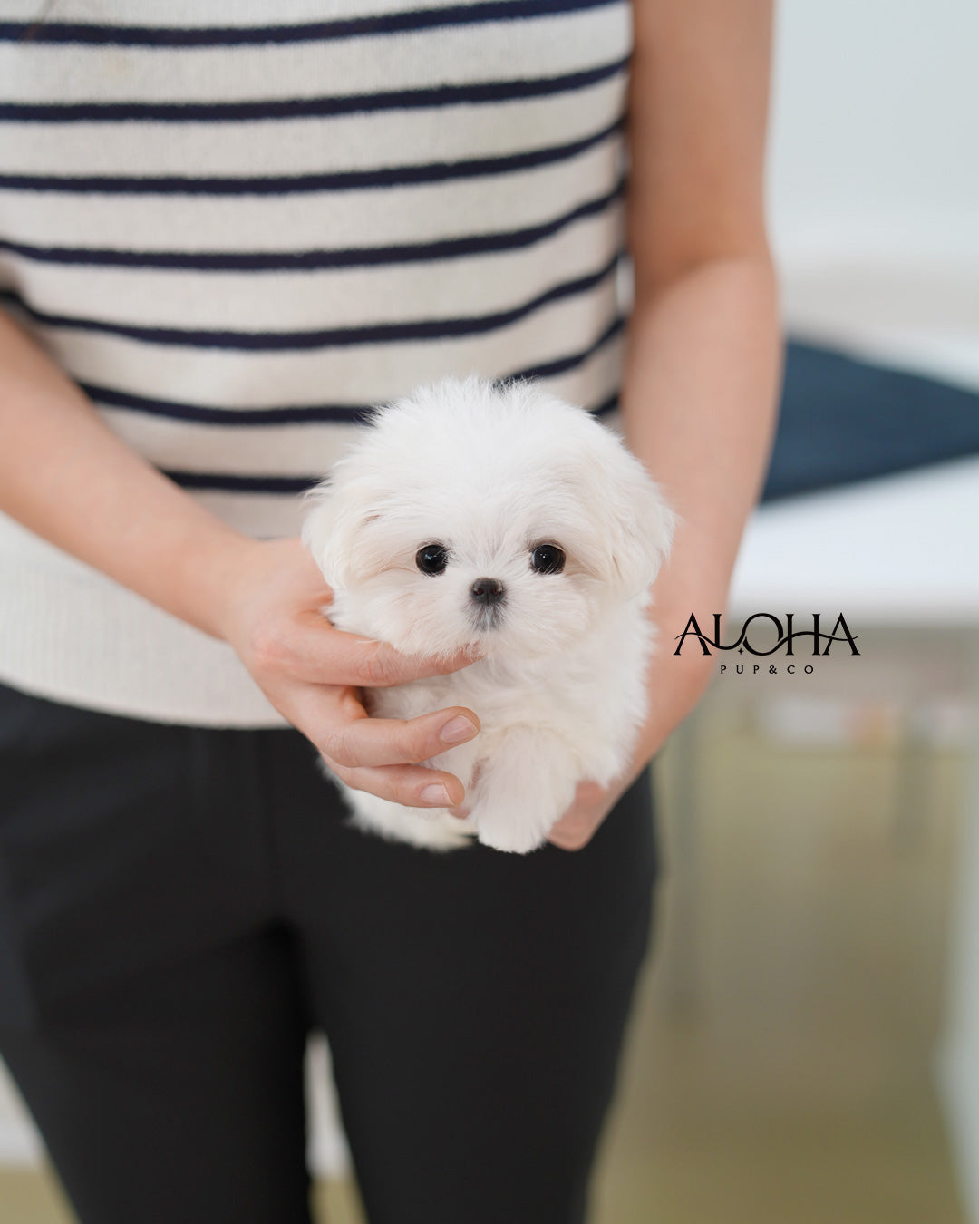 Sera [TEACUP Maltese]