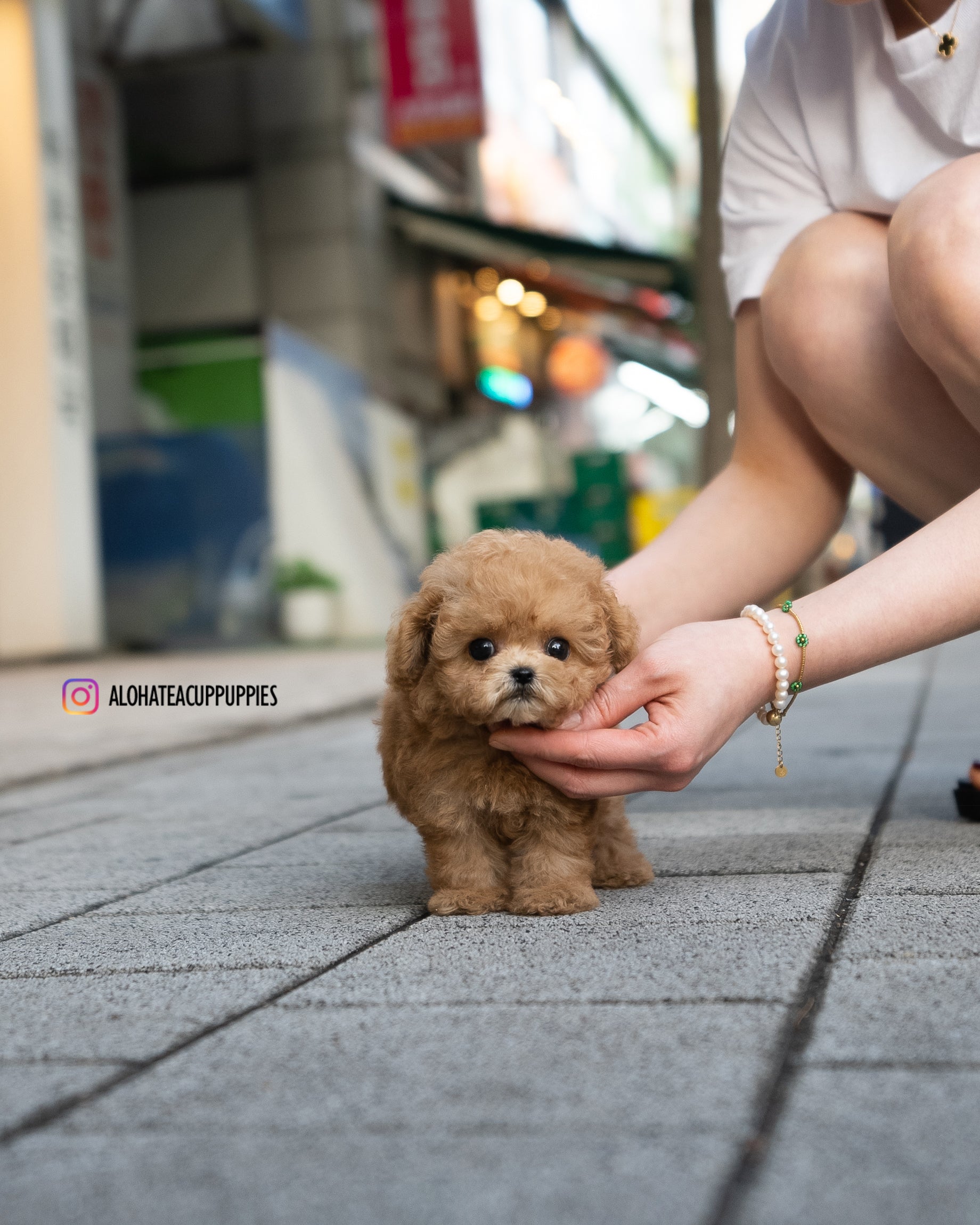 Dolly [TEACUP MALTIPOO]