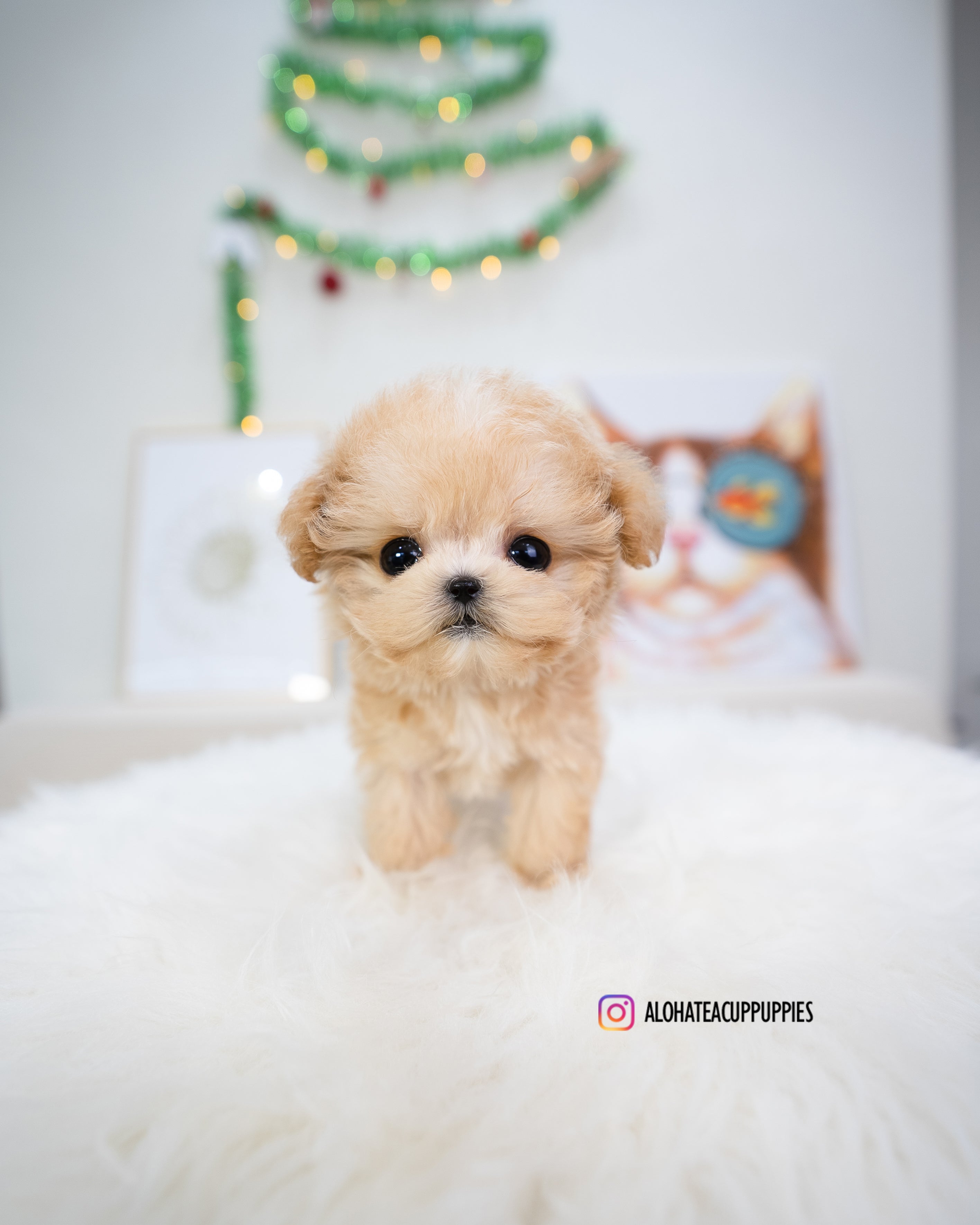 Gucci [TEACUP MALTIPOO]