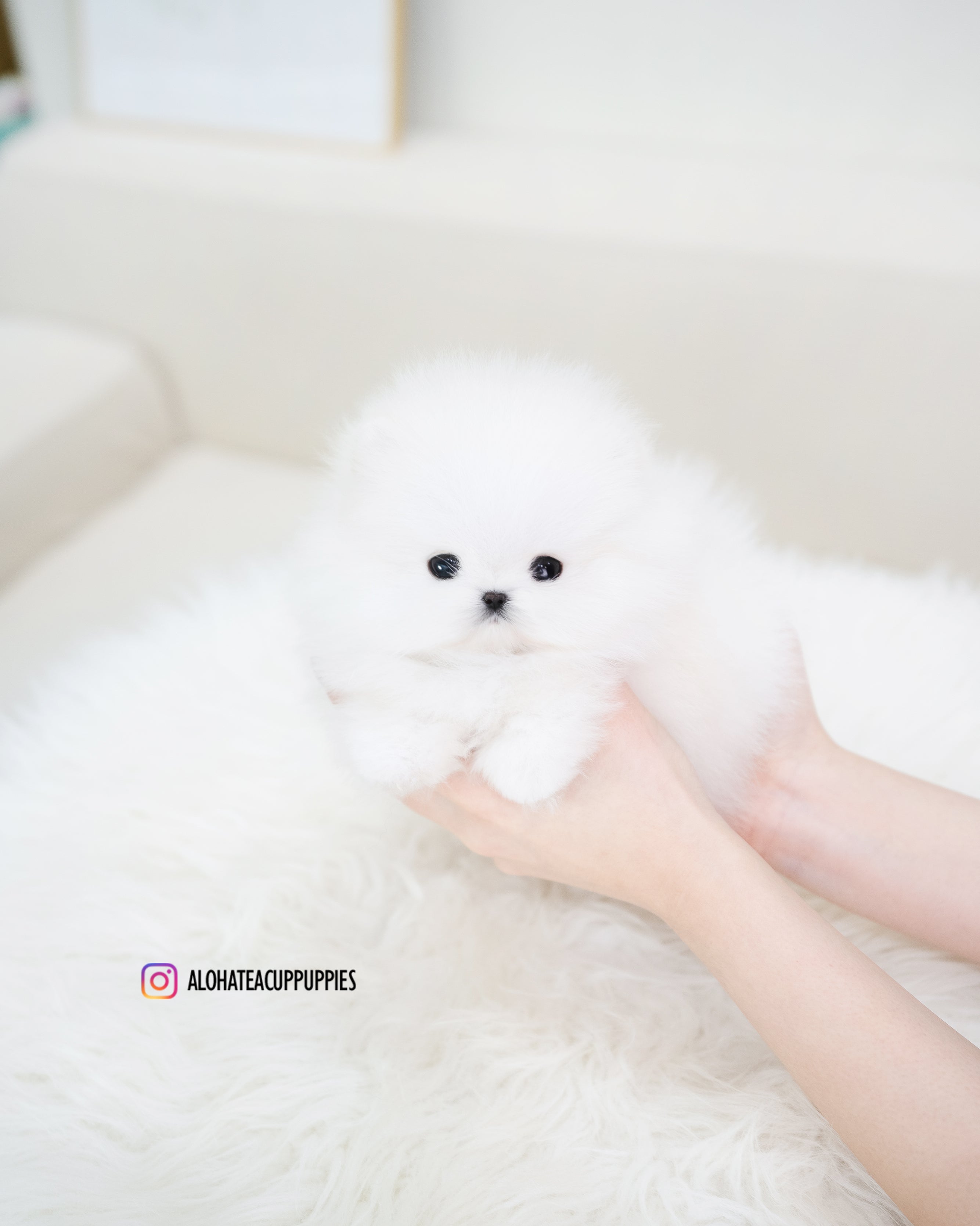 Larry [TEACUP POMERANIAN]
