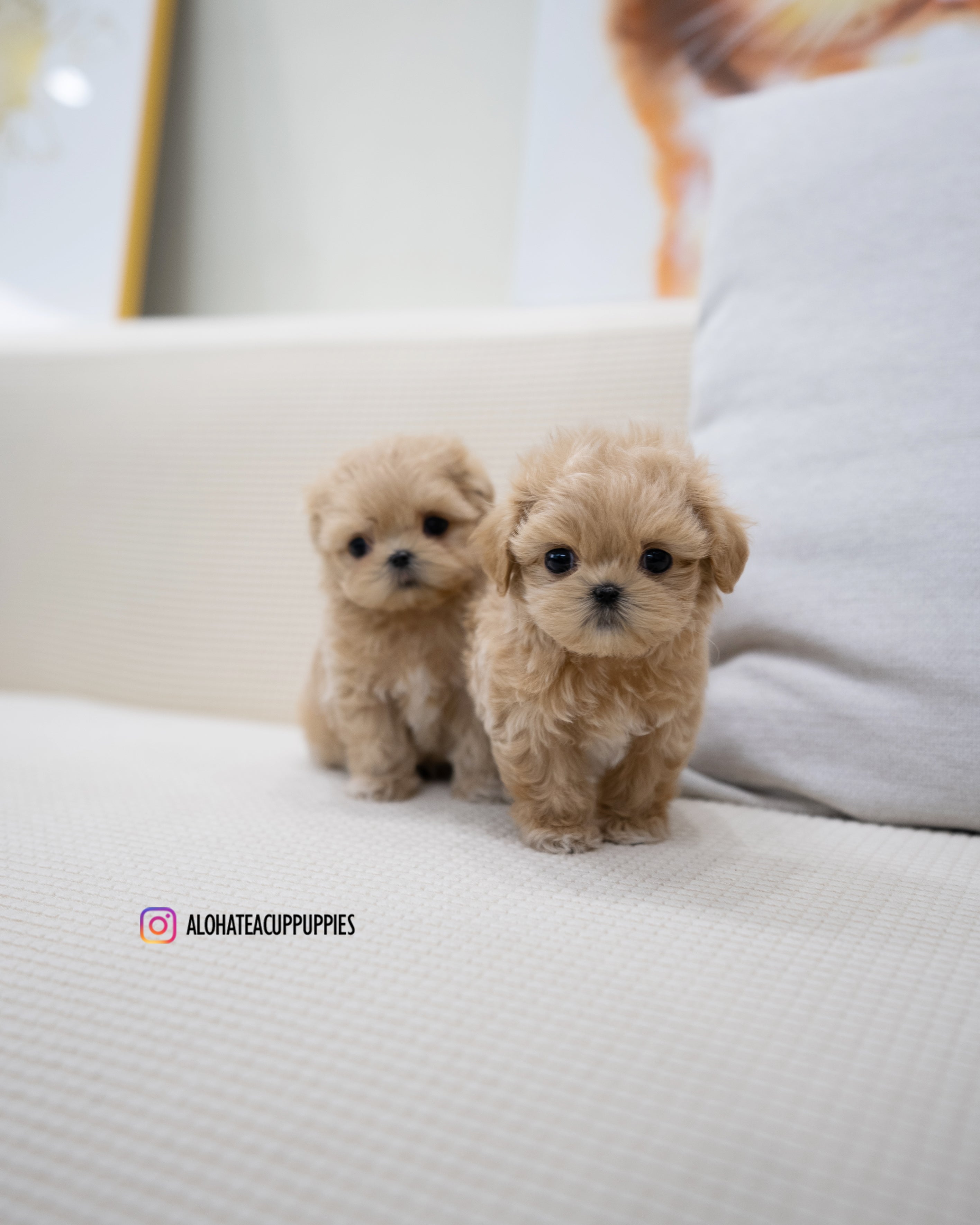 Zayne [TEACUP MALTIPOO]