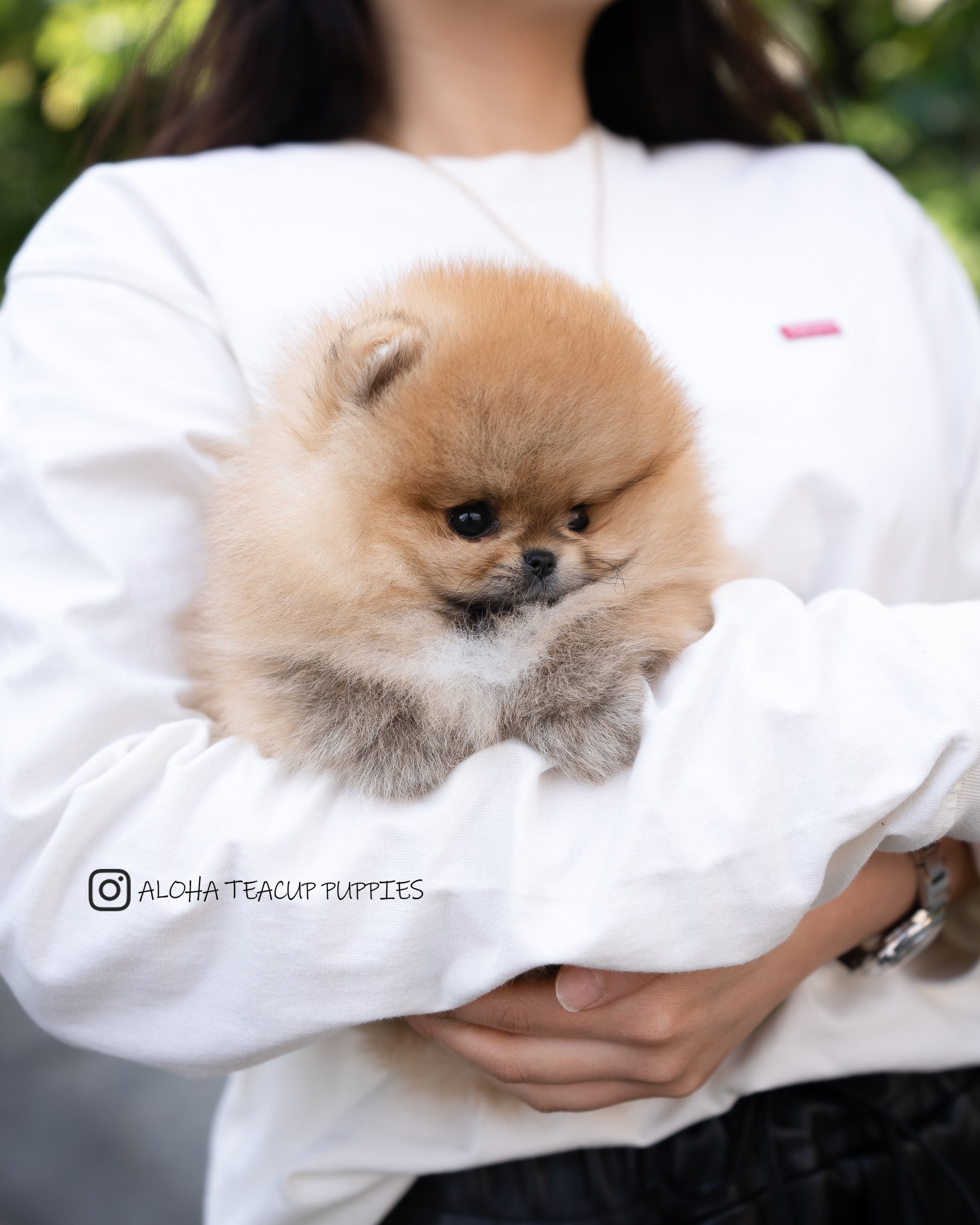 Theo [POMERANIA TAZA DE TÉ]
