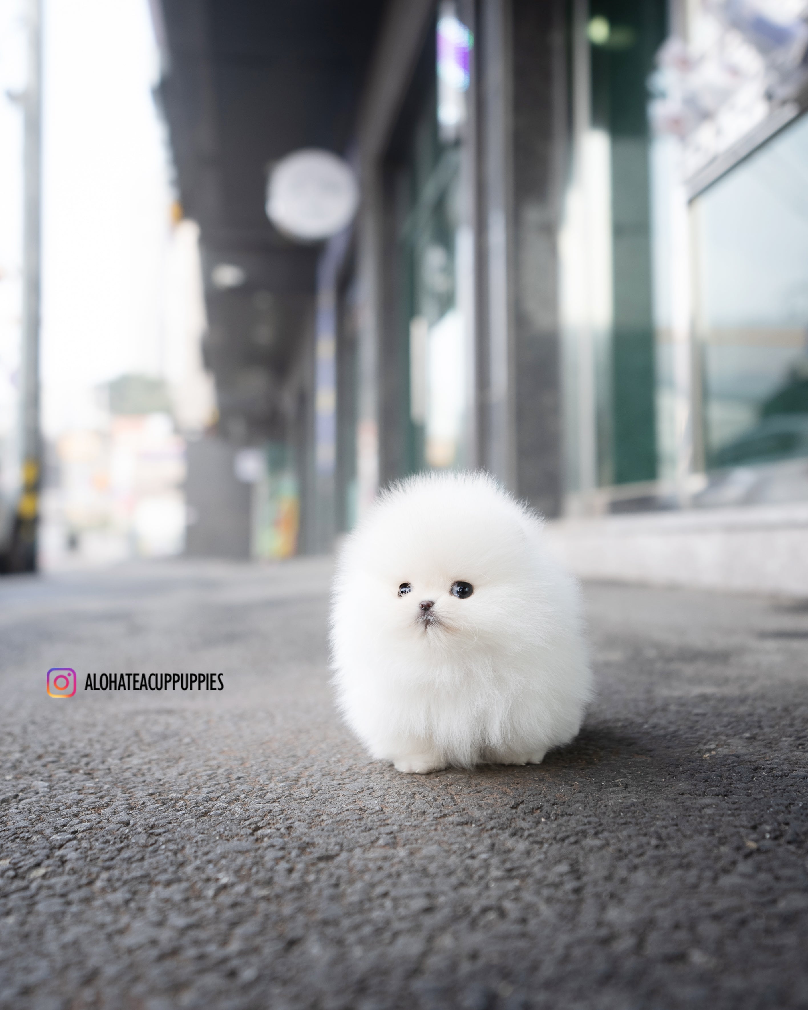 Snow [POMERANIA TACITA DE TÉ]