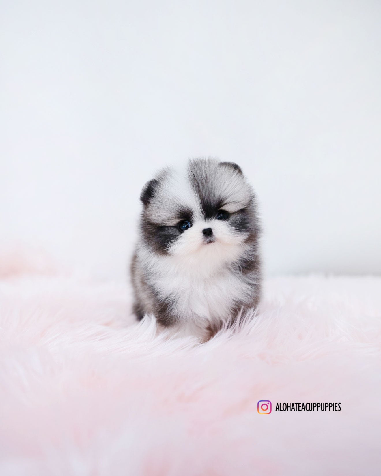 Sienna [POMERANIA TAZA DE TÉ]