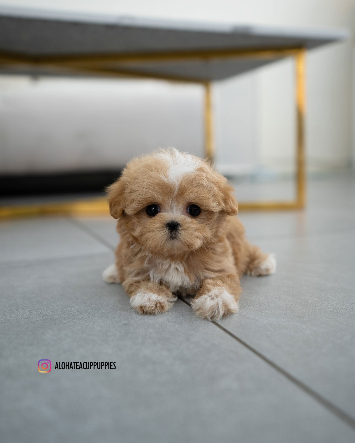Eden [TEACUP MALTIPOO]