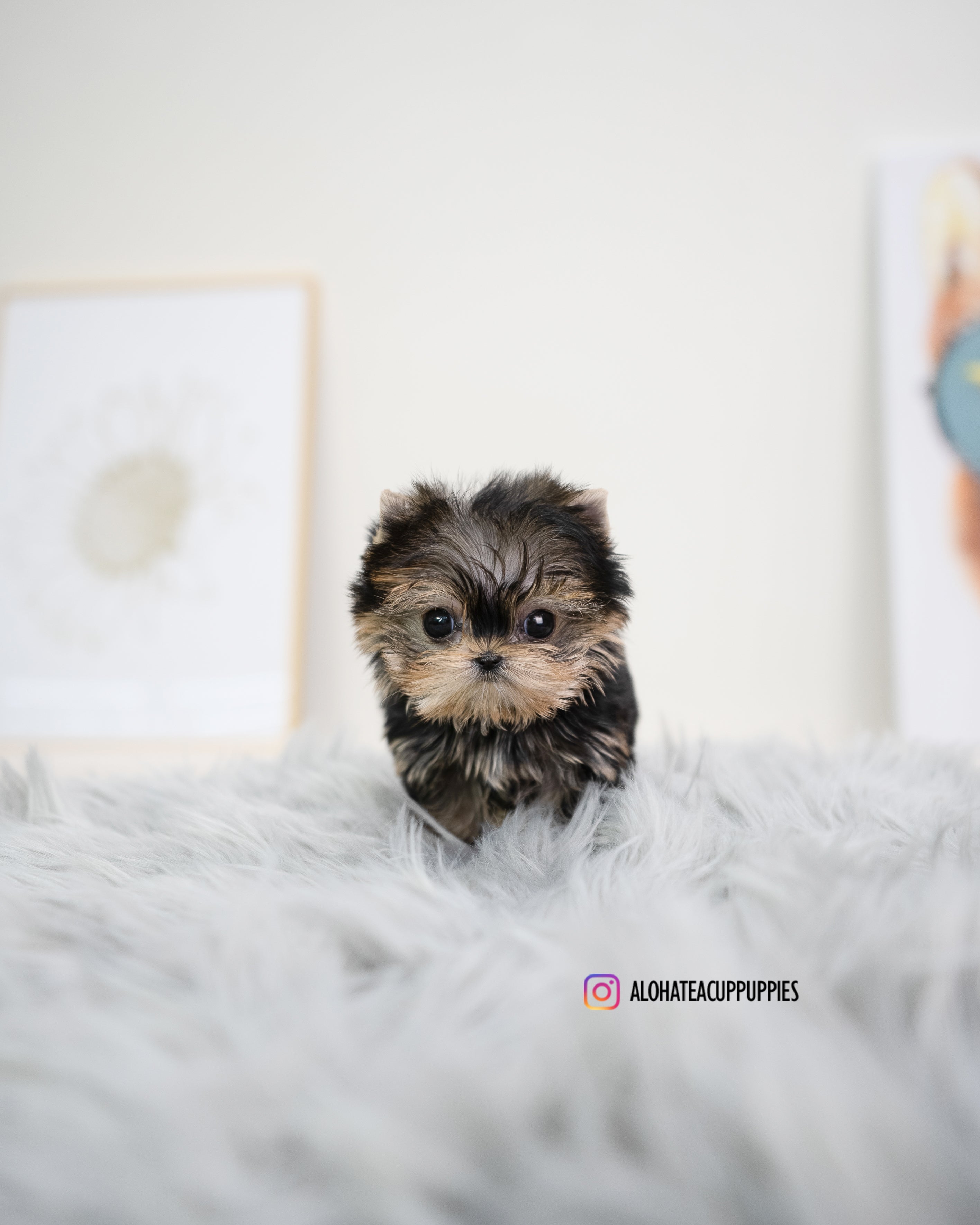 Holly [TEACUP YORKIE]