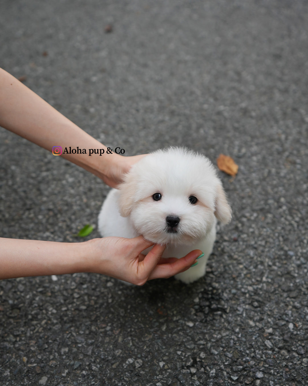 Goofy [Mini Coton de Tulear]