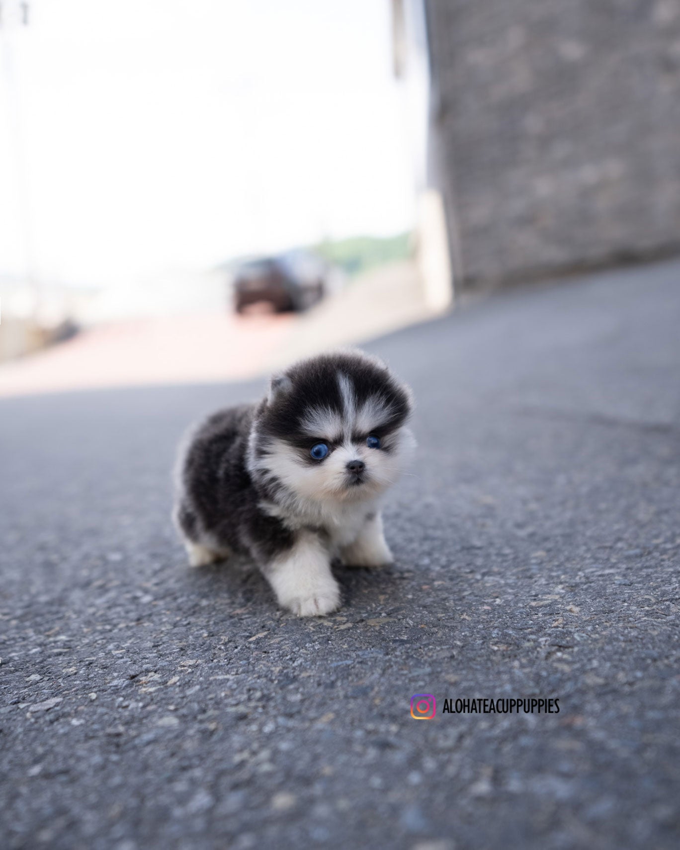 Foufou [TEACUP POMSKY]