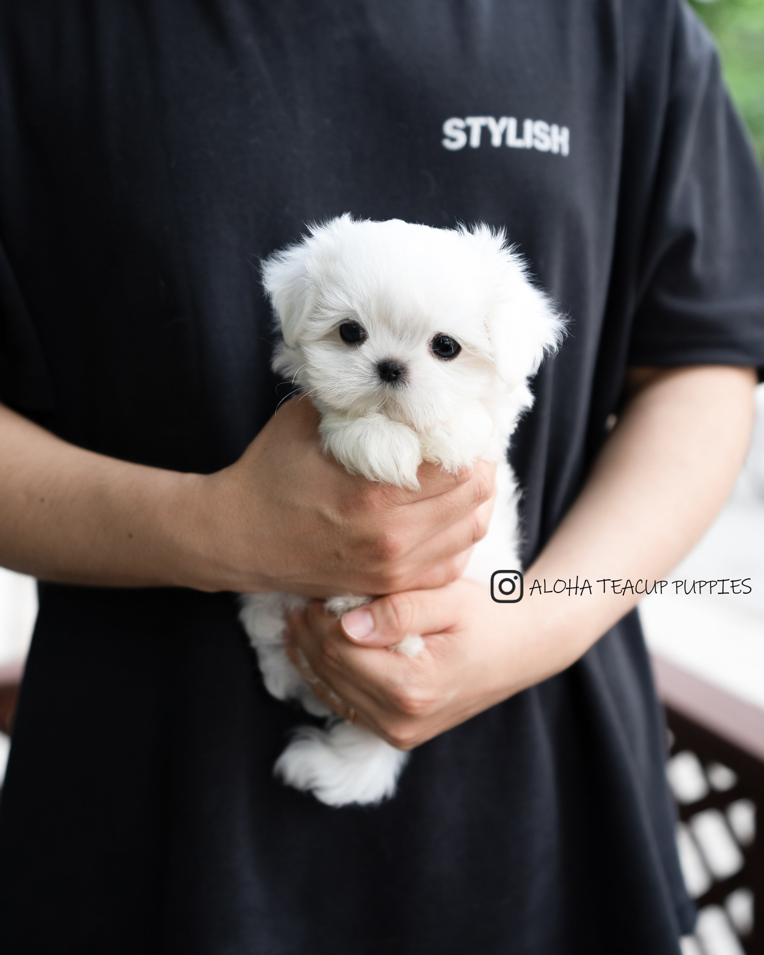 Asher [TEACUP MALTESE]