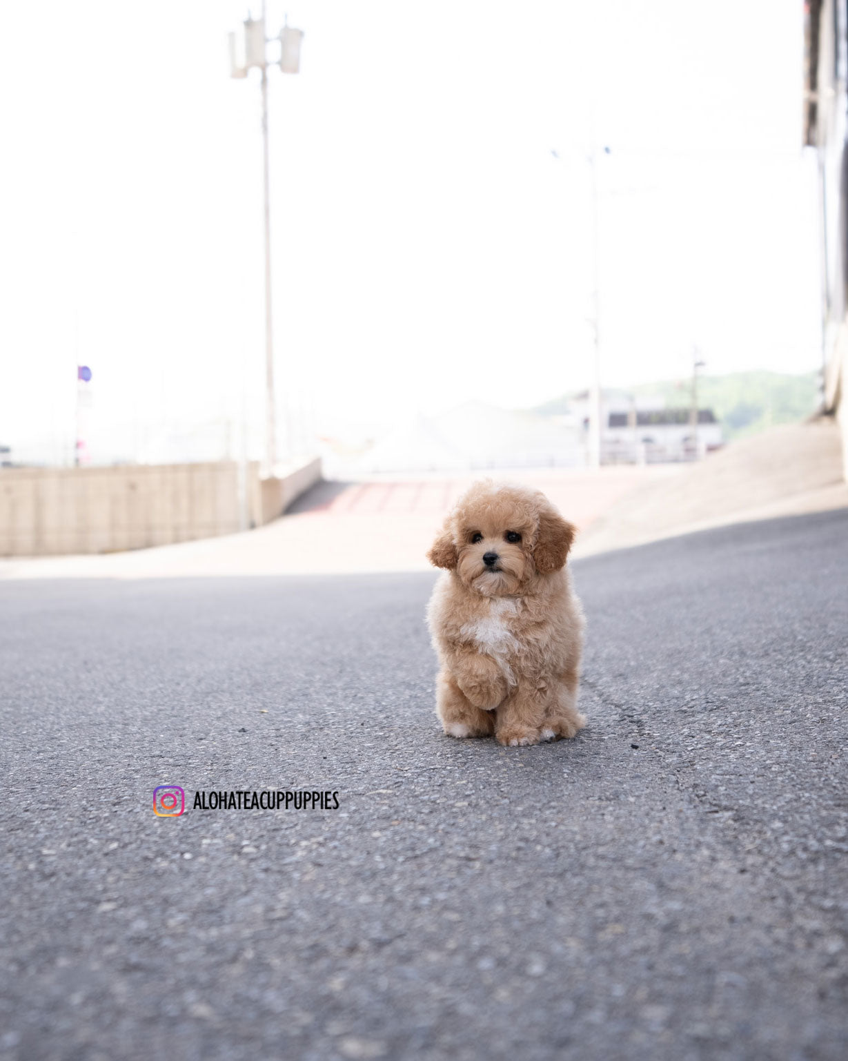 POO [MINI GOLDEN DOODLE]