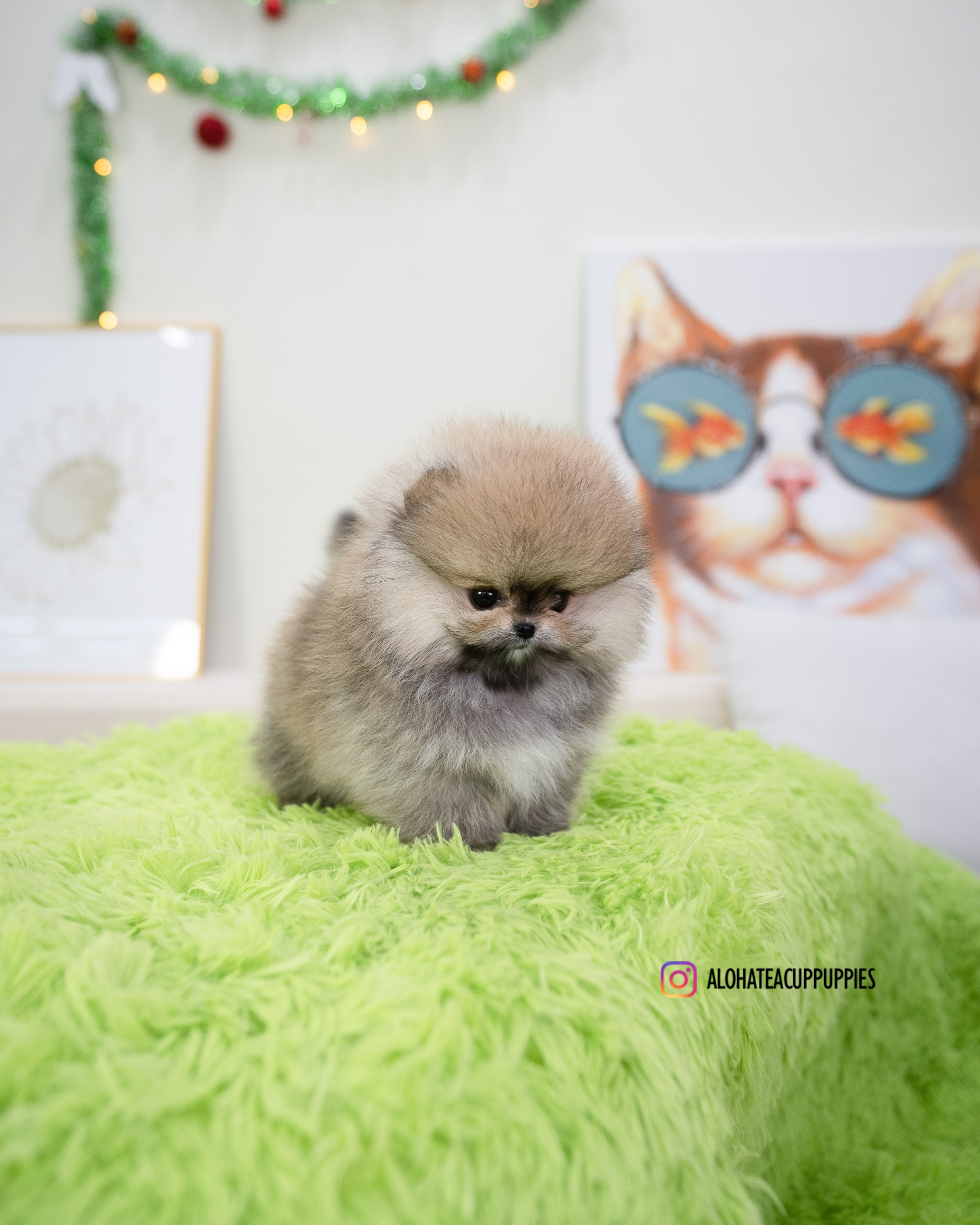 Enzo [POMERANIA TAZA DE TÉ]