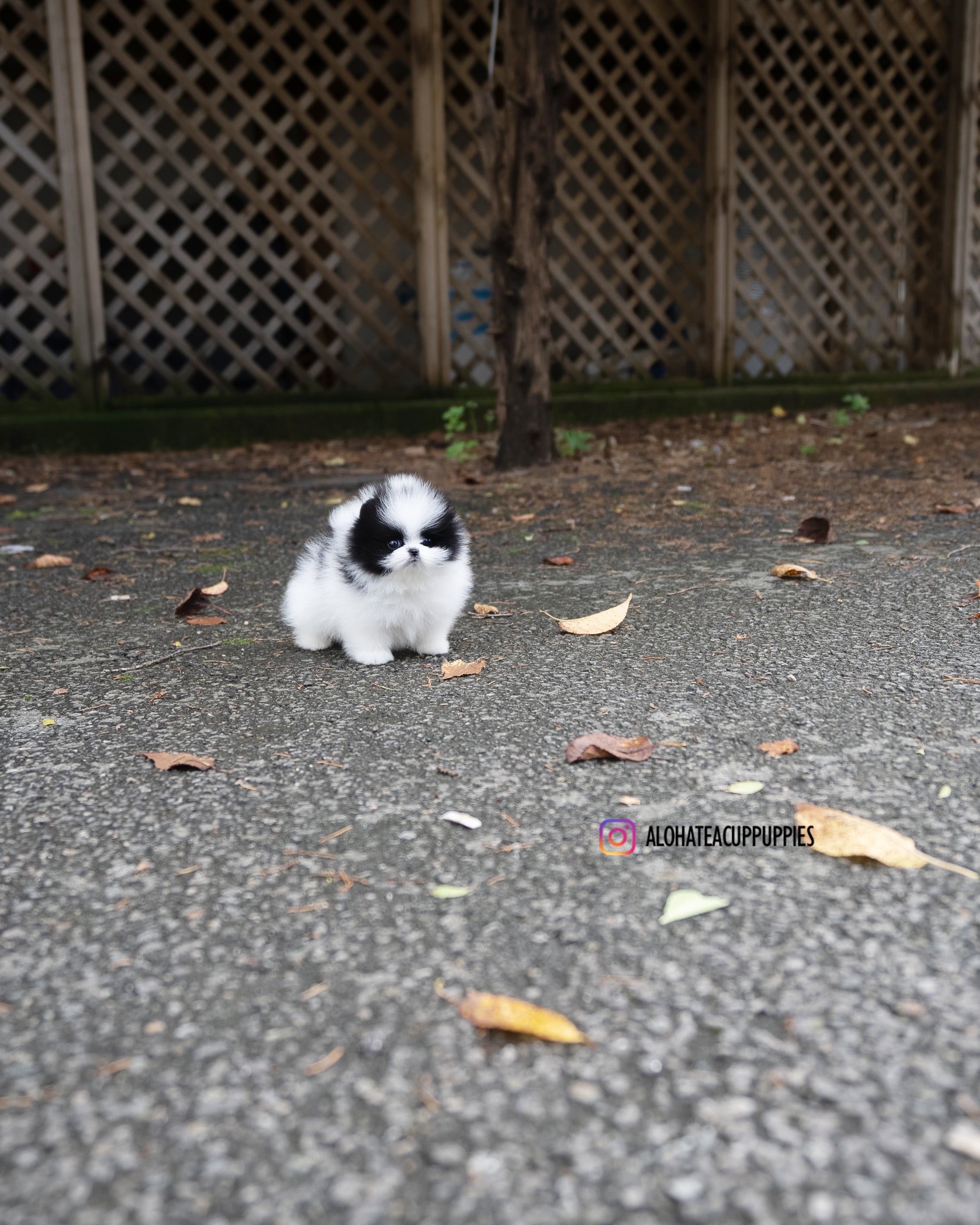 诺拉 [茶杯博美犬]