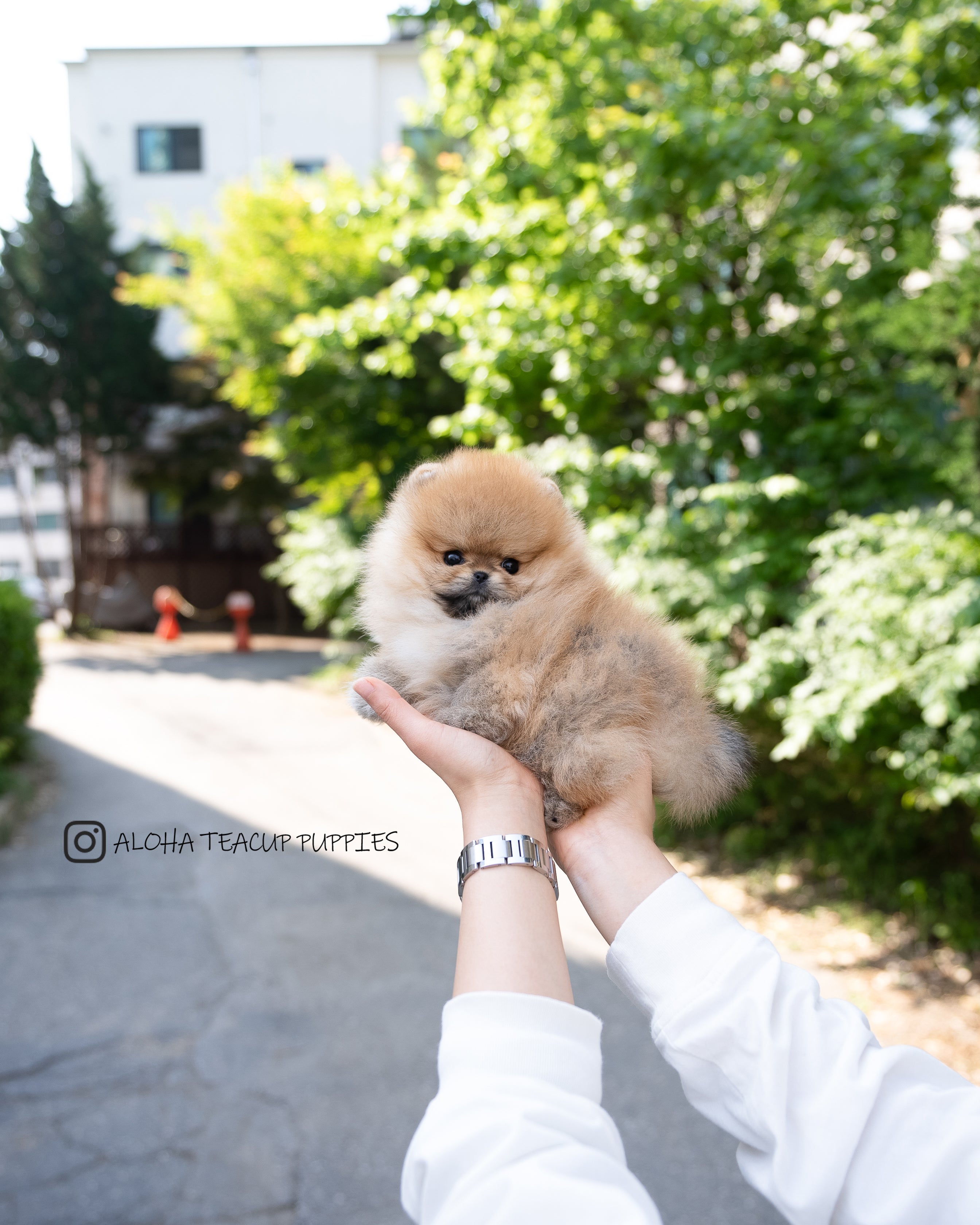 Theo [POMERANIA TAZA DE TÉ]