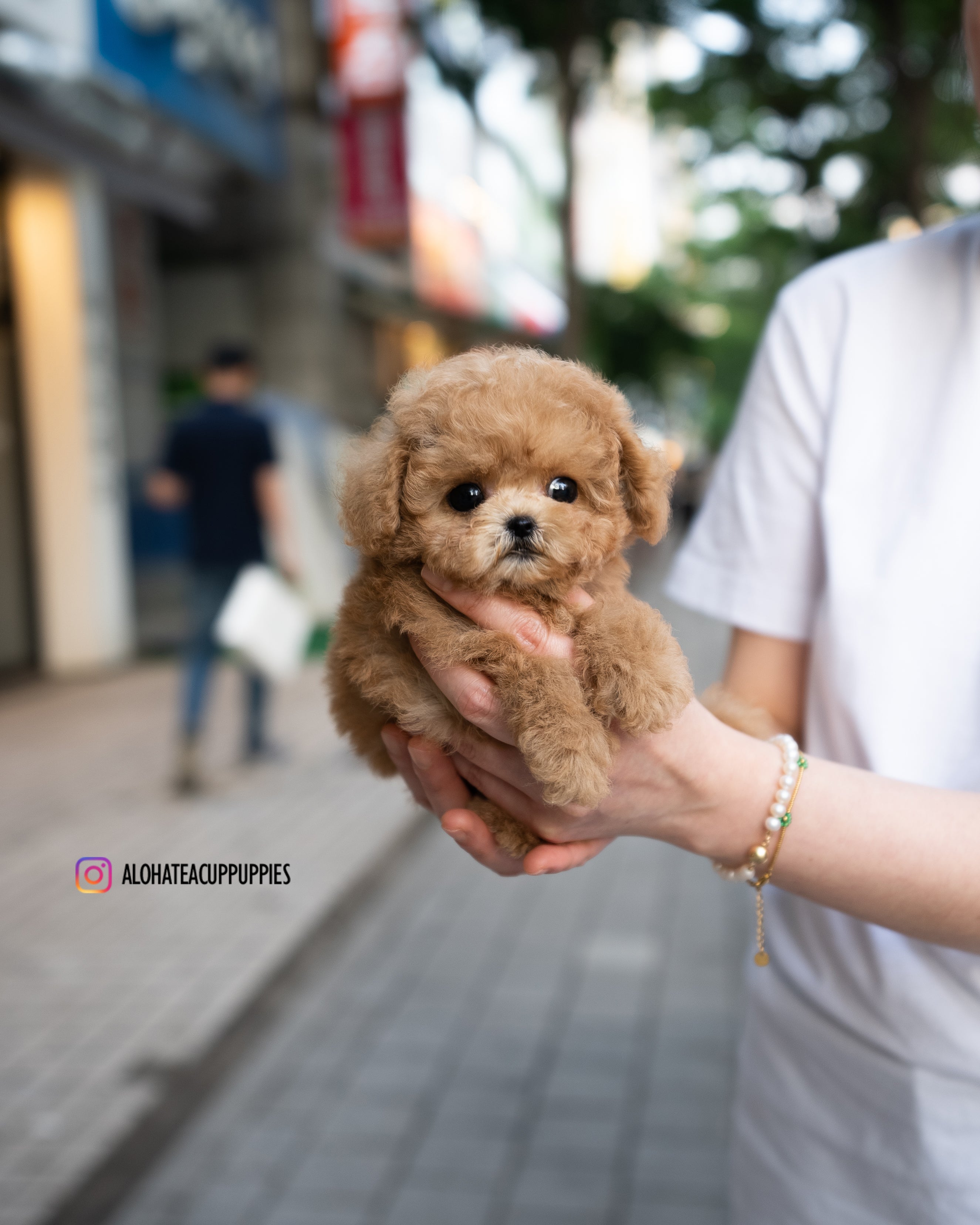 Dolly [TEACUP MALTIPOO]