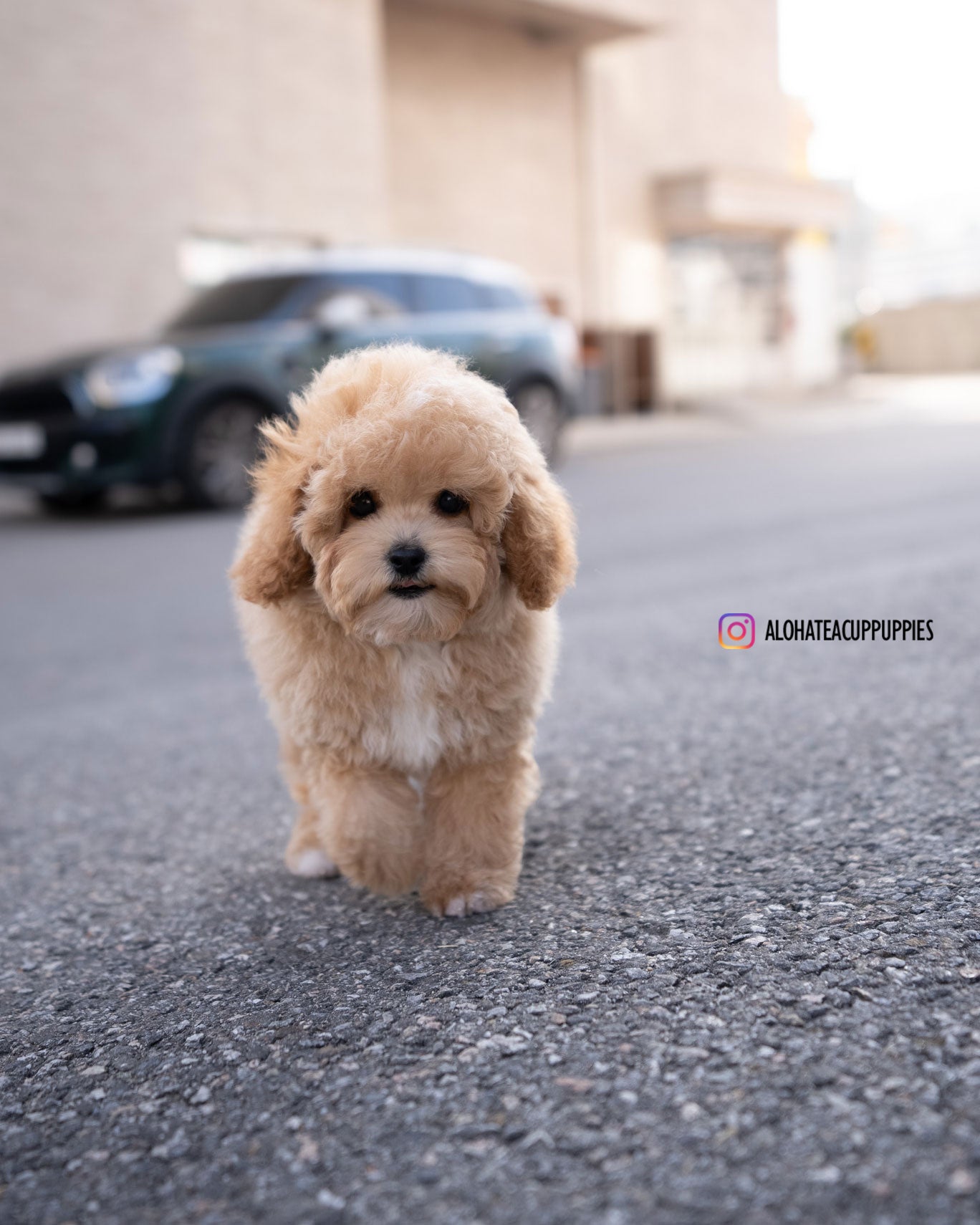 POO [MINI GOLDEN DOODLE]