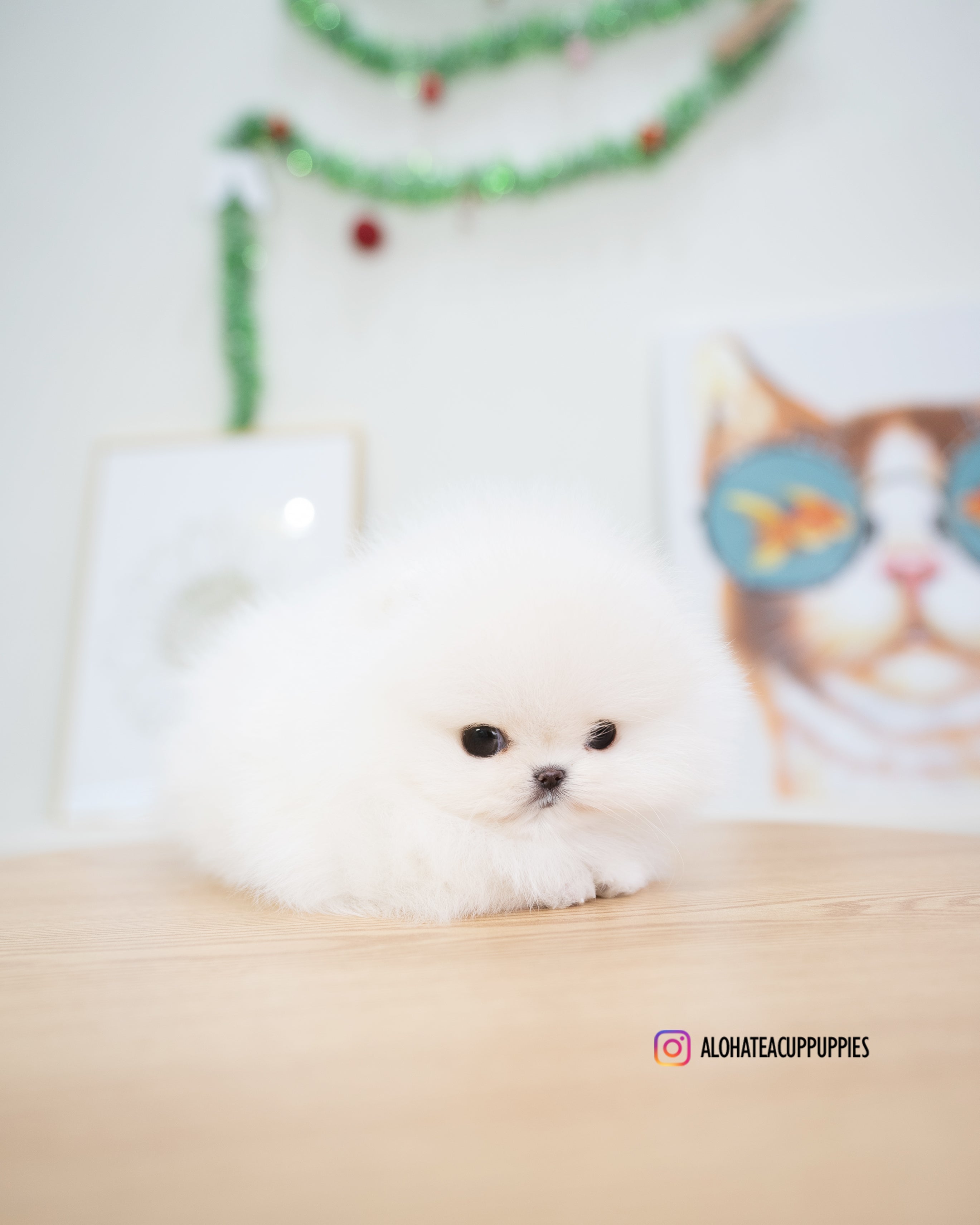 Leona [POMERANIA TAZA DE TÉ]