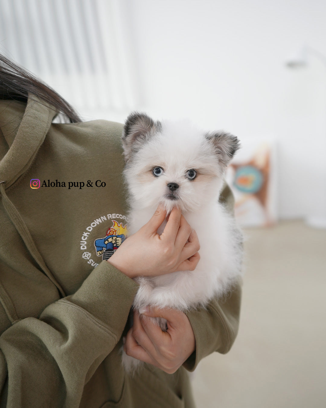 Star [TEACUP Maltipom]