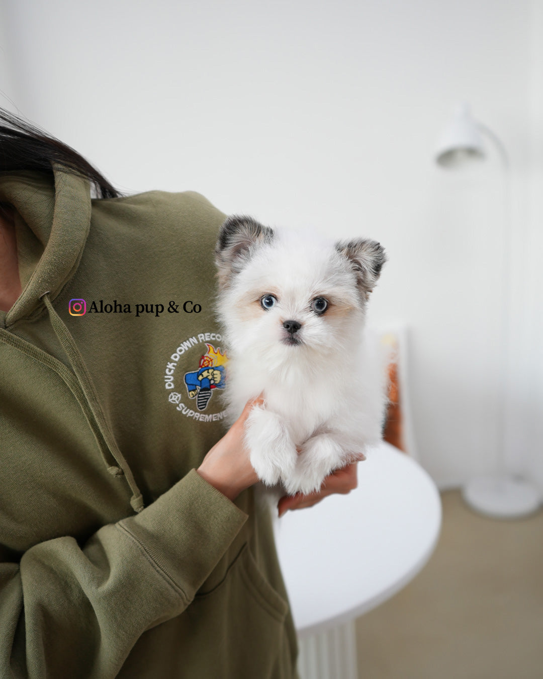Star [Maltipom MINI]