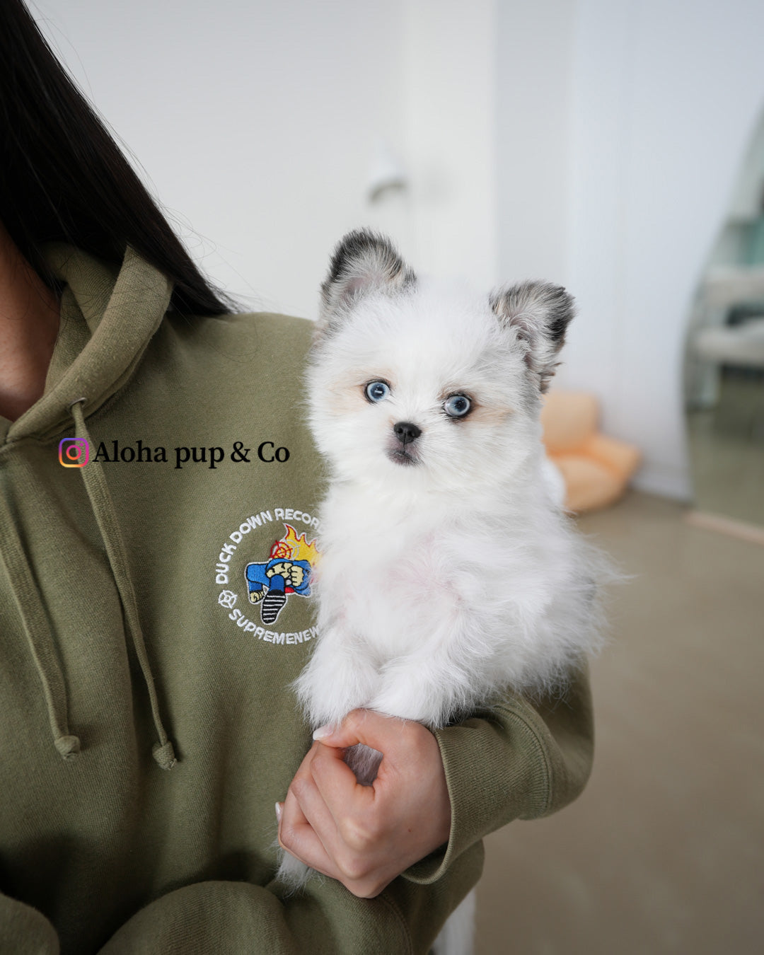 Star [Maltipom MINI]