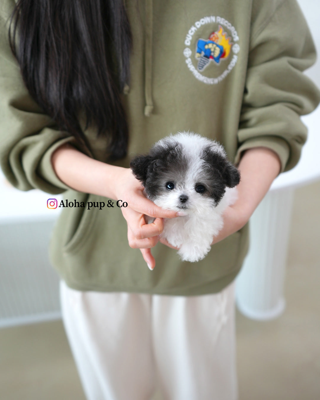 Heidi [TEACUP POODLE]
