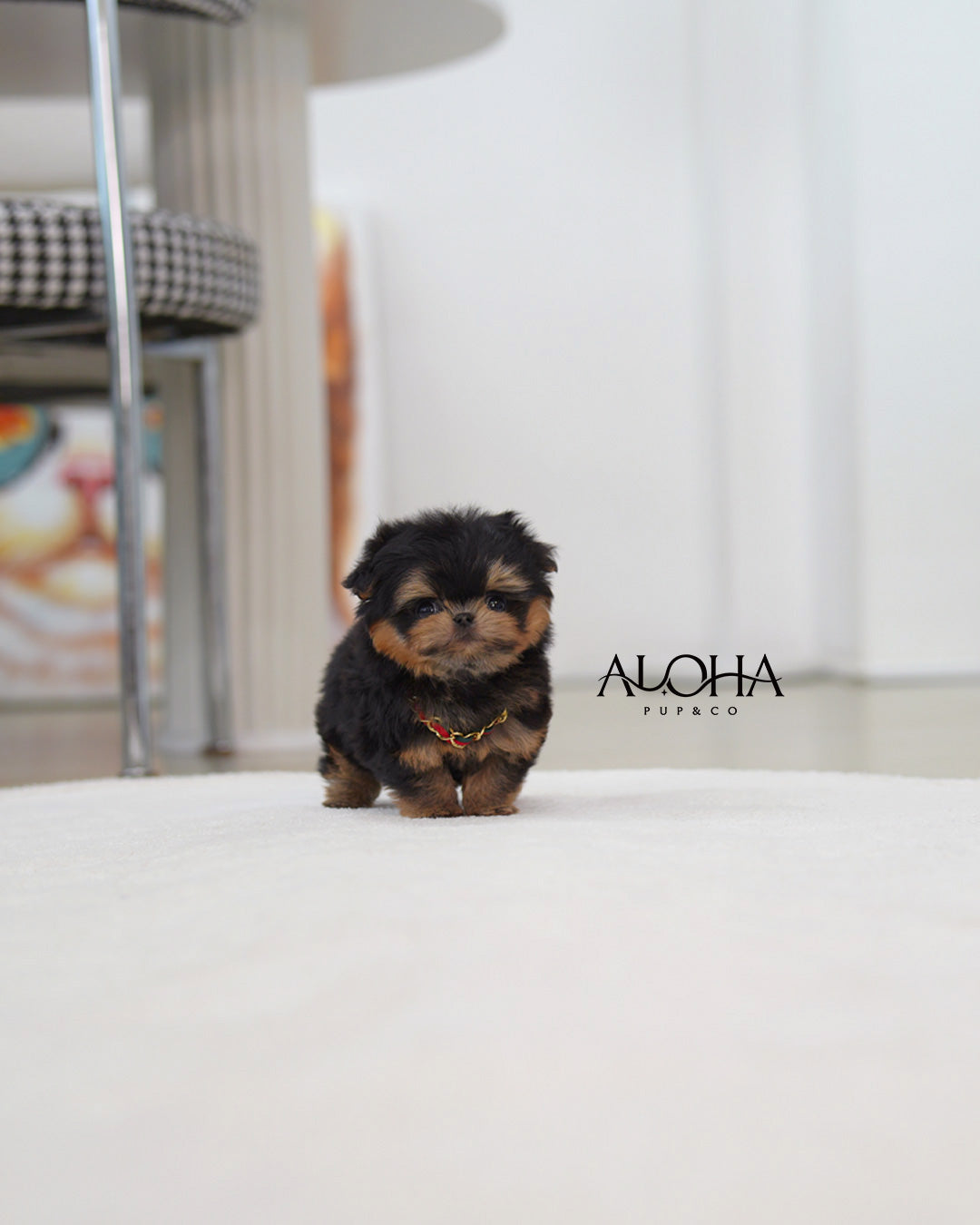 Cola [TEACUP MALTIPOO]