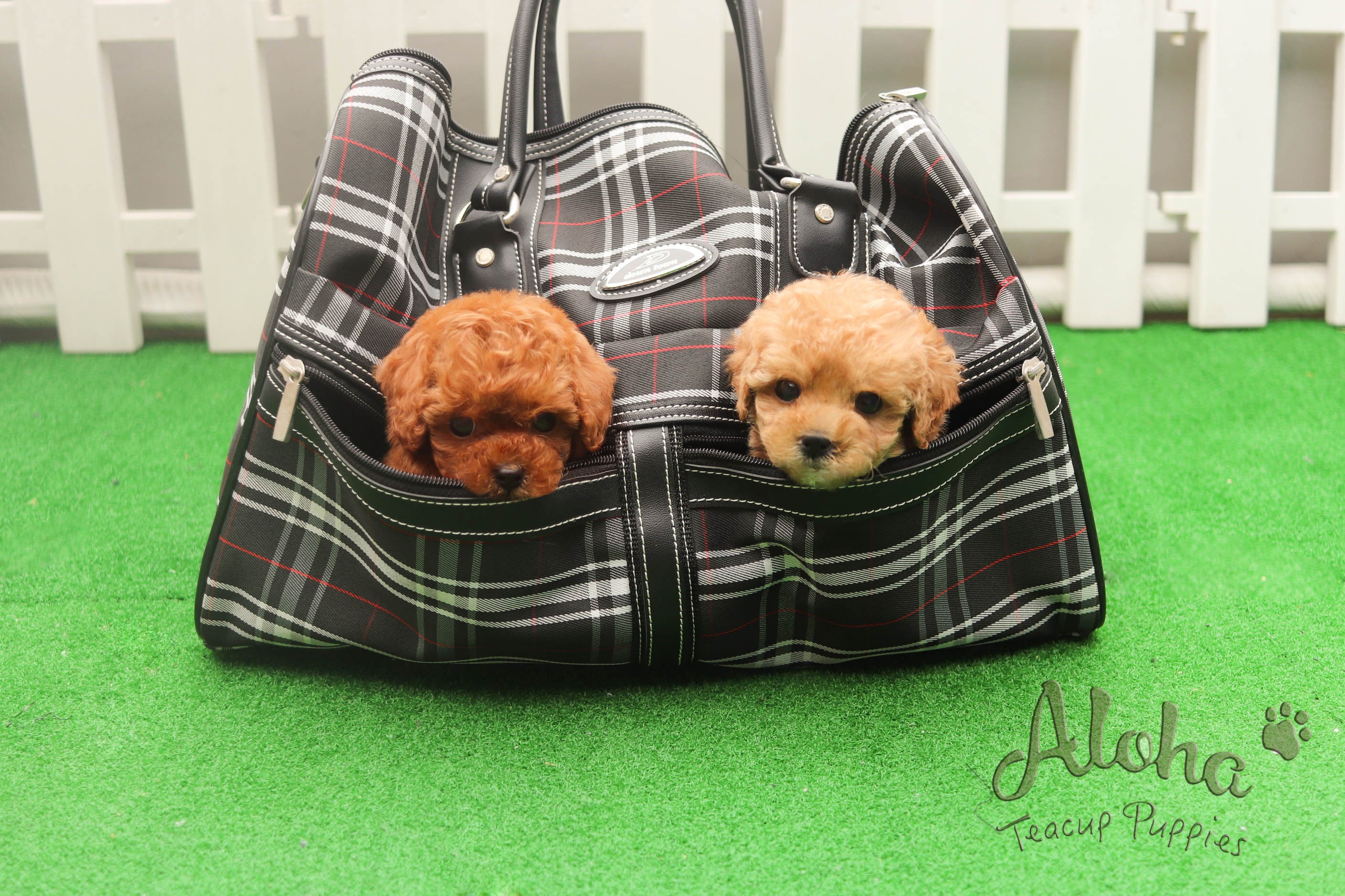 Sold to Quran, Teddy [Teacup Poodle]