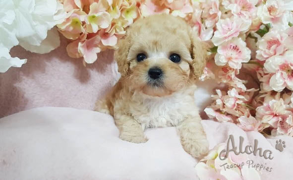 Sold to Jansen, burberry [TEACUP MALTIPOO]