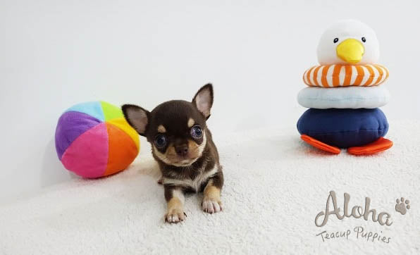 Sold to Jack, KitKat [TEACUP Chihuahua]