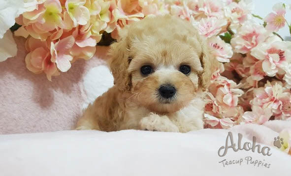 Sold to Jansen, burberry [TEACUP MALTIPOO]