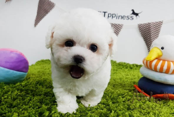 Sold to Den, Rocco [TEACUP BICHON]