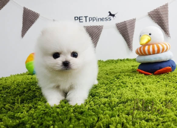 Sold to Lidisys, Luna [TEACUP POMERANIAN]
