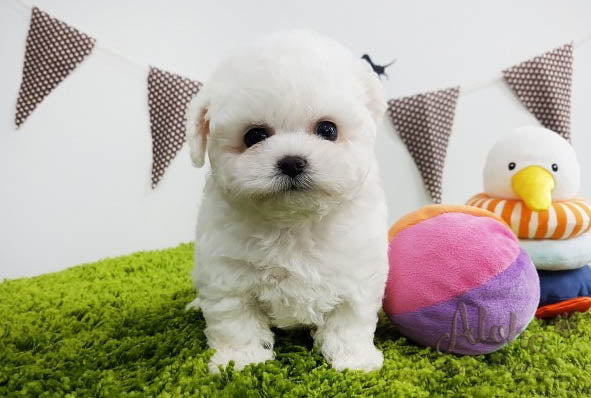Sold to Den, Rocco [TEACUP BICHON]