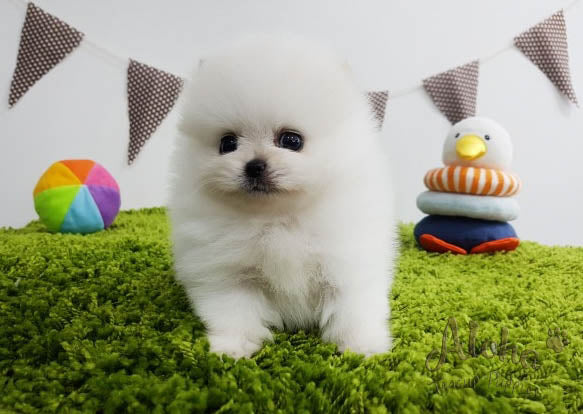 Sold to Lidisys, Luna [TEACUP POMERANIAN]
